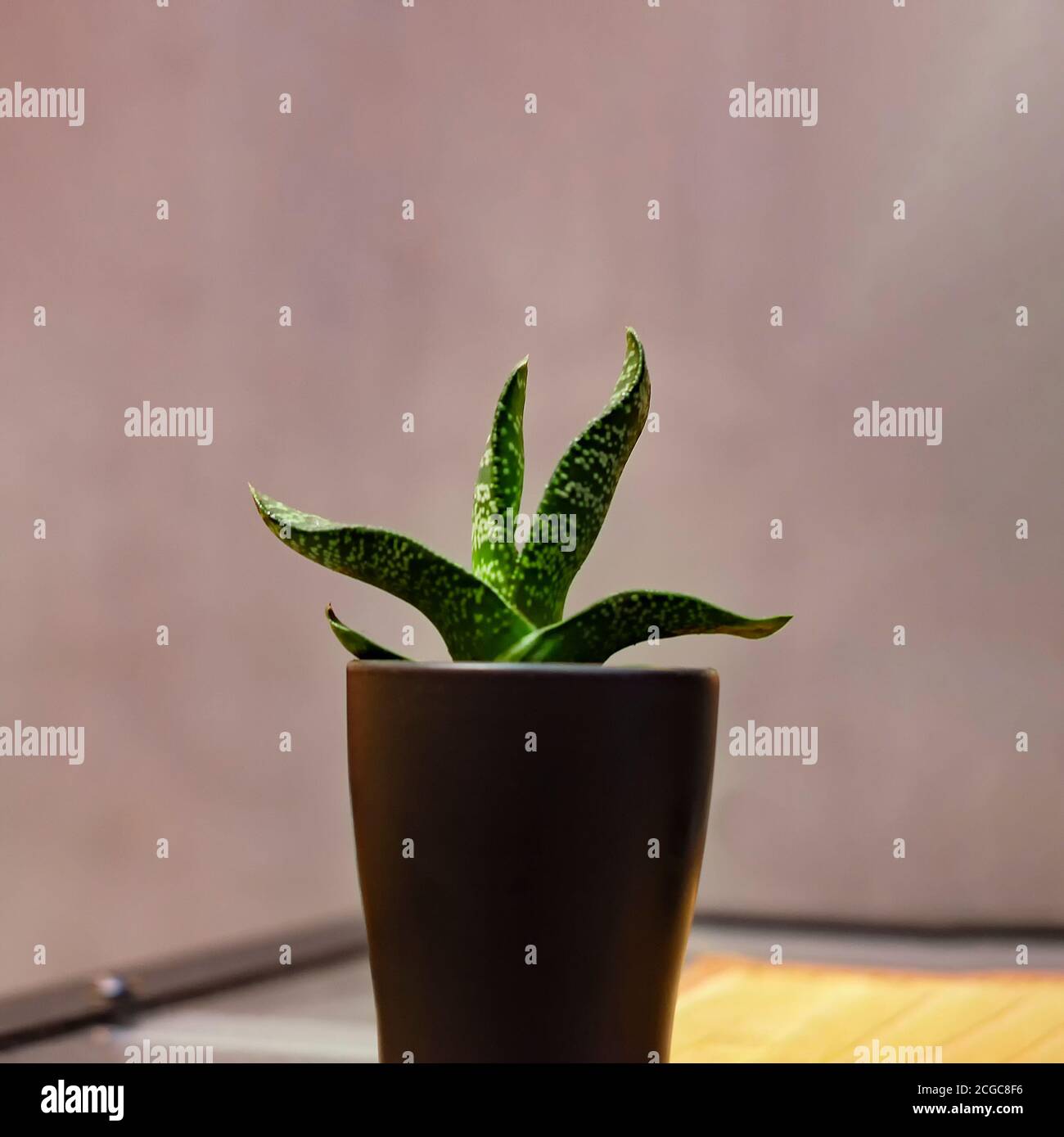 Fiore di aloe in una pentola nera di ceramica. Vista frontale. Foto Stock