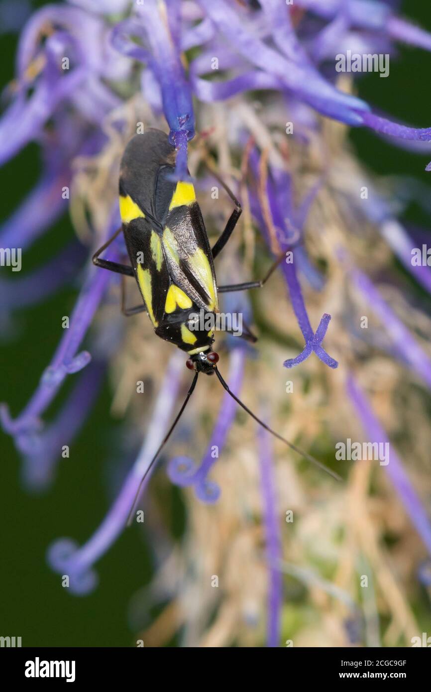 Weichwanze, Grypocoris sexguttatus, Weichwanzen, Blindwanzen, Miridae, insetti vegetali, Mirinae Foto Stock