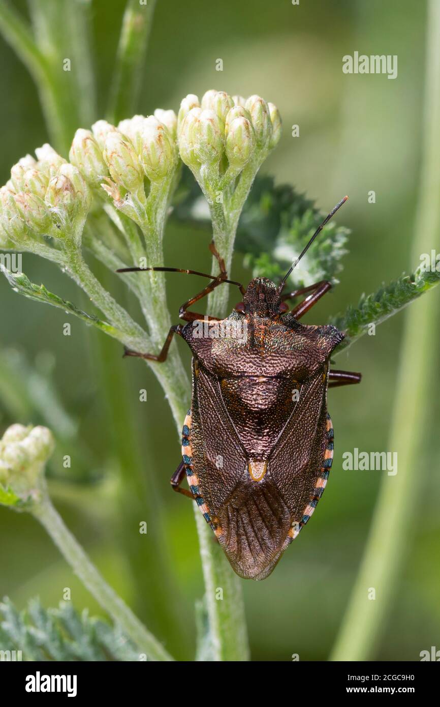 Rambeinige Baumwanze, rupes di Pentatoma, bug della foresta, shardbug a zampe rosse, la punaise à pattes rousses, la punaise des bois, Baumwanzen, Pentatomidae Foto Stock