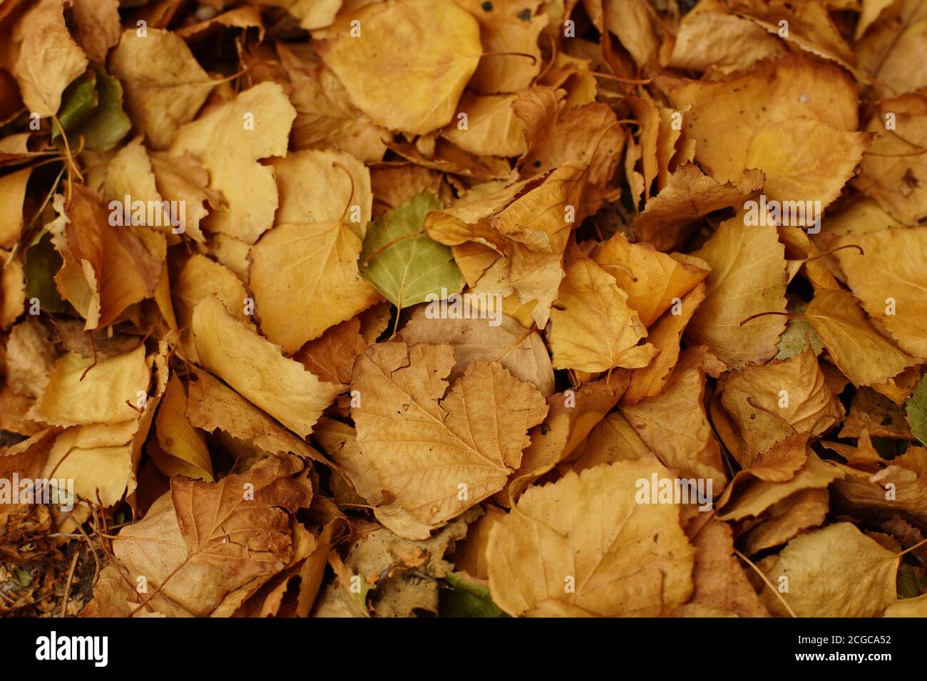 Retro di foglie di autunno di betulla marrone secco caduto Foto Stock