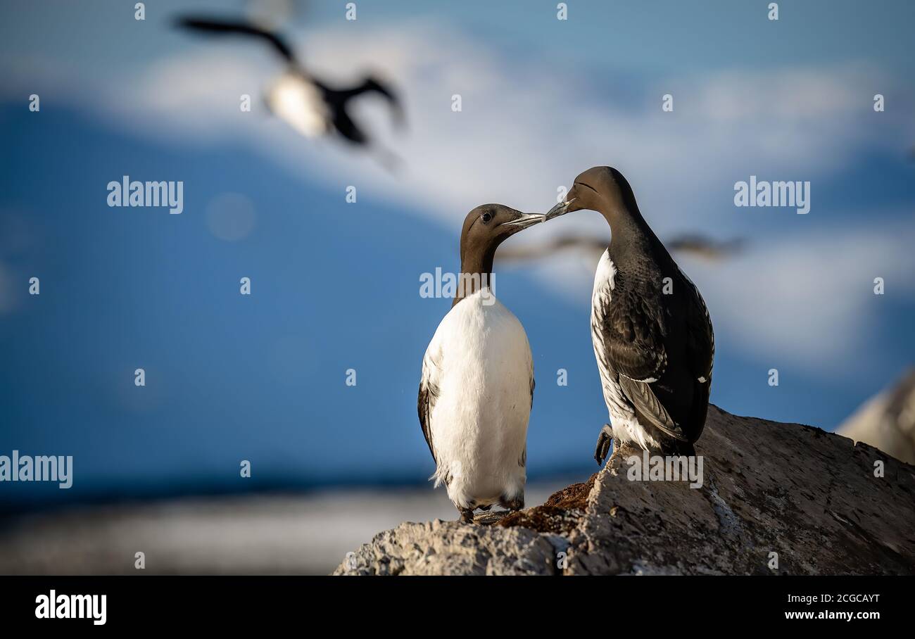 Murre comune, guillemot comune (Uria aalge) a Hornøya, Norge Foto Stock