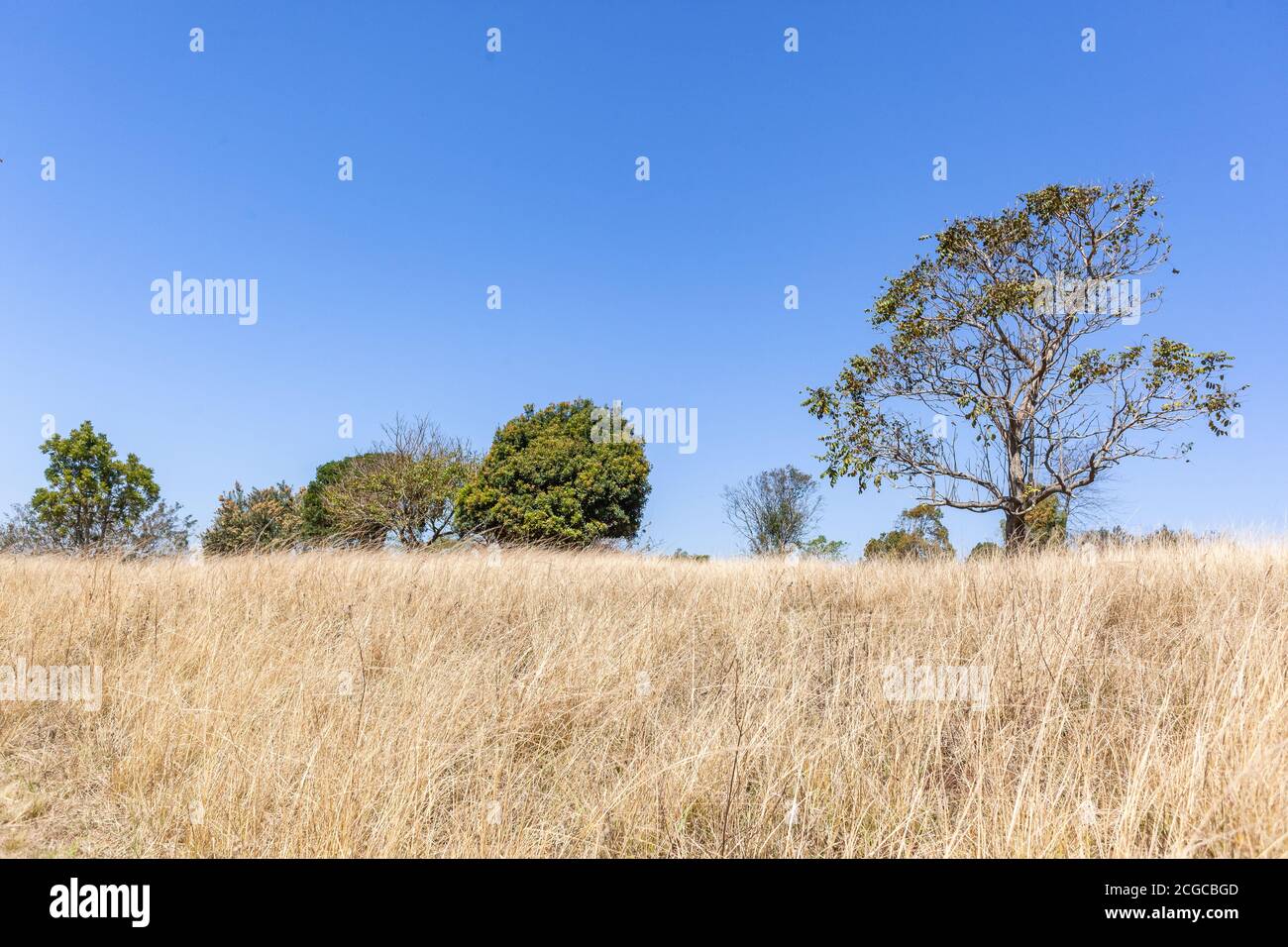 Inverno scenico secco erba blu cielo alberi rurale escursionismo campagna paesaggio. Foto Stock