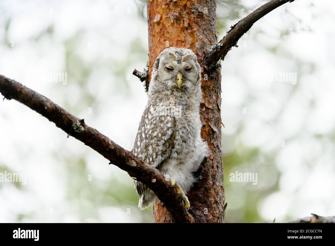 Gufo giovane, gufo di Ural (Strix uralensis) nella pineta della foresta finlandese, che riposa durante il giorno Foto Stock
