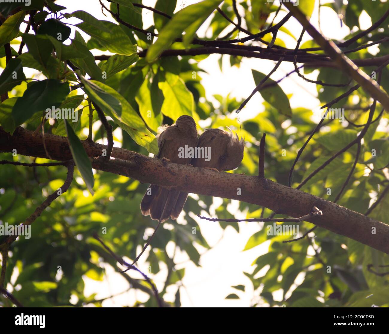 Interazioni di accoppiamento, accoppiamento: Pulizia reciproca dell'impianto idraulico (preformazione). Ceylon Rufous Babbler (Turdoides rufescens) - specie endemiche dello Sri Lanka, Foto Stock