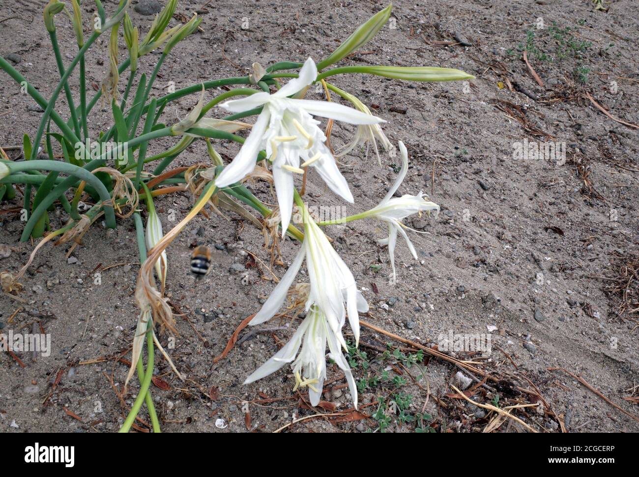 Daffodil mare (pancratium maritimum) a Porto Ottiolu spiaggia, Sardegna, Italia Foto Stock