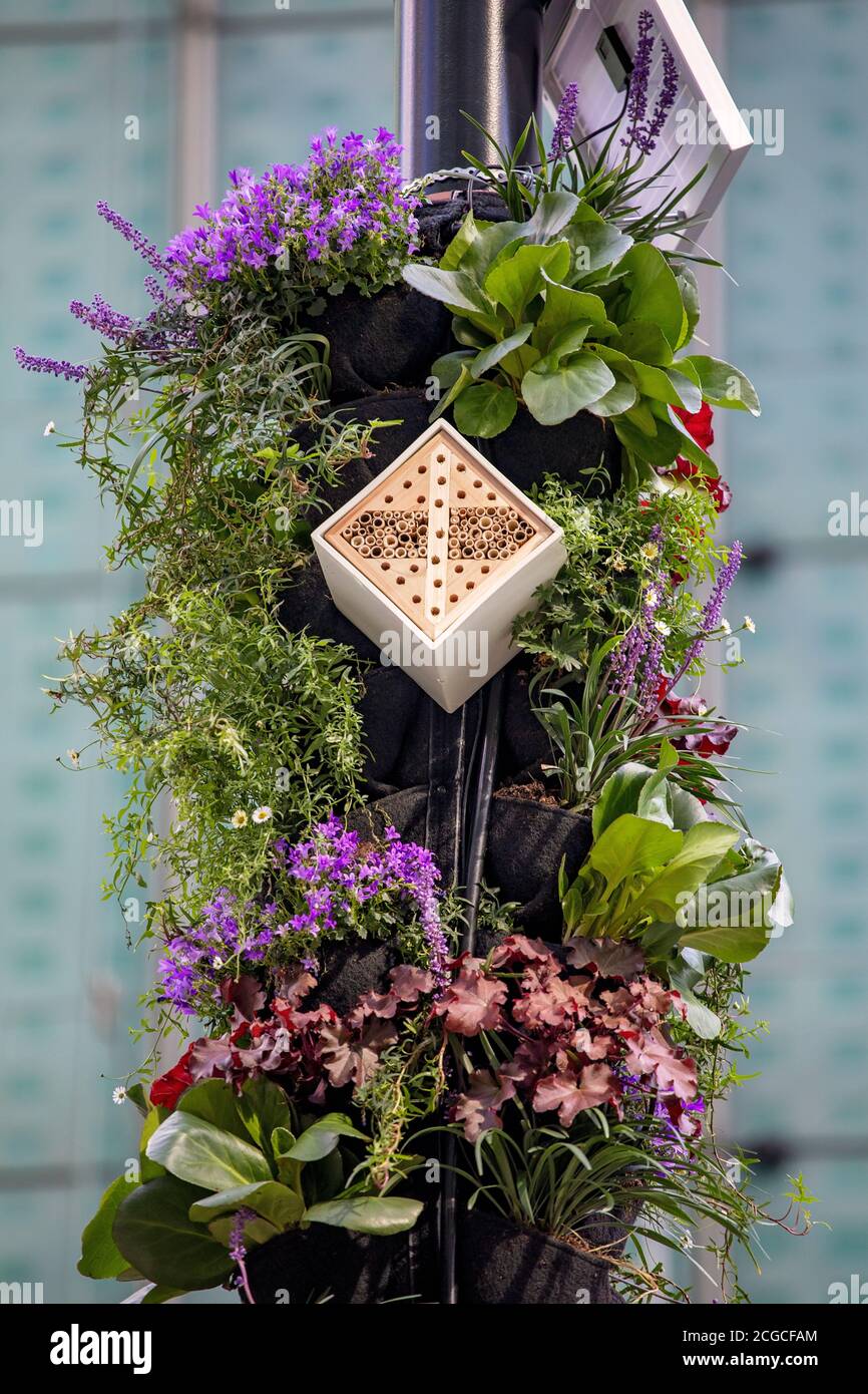 Pilastro vivente, verde urbano Foto Stock