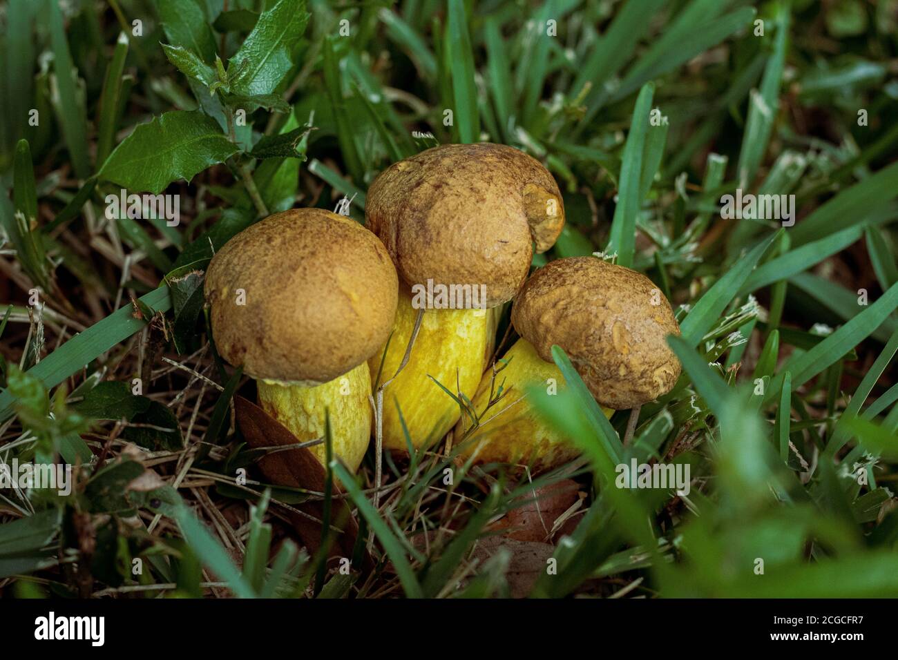 Funghi Puffy gialli in un gruppo in erba - primo piano Foto Stock