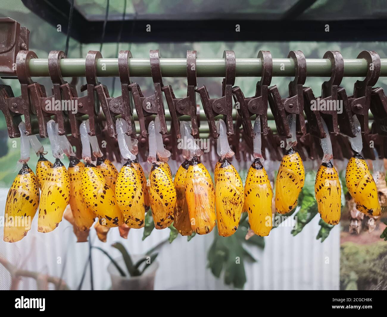 Bambole farfalla. I cocoons gialli luminosi delle farfalle pendono sui clothespins in previsione della schiusa. Allevamento artificiale Foto Stock