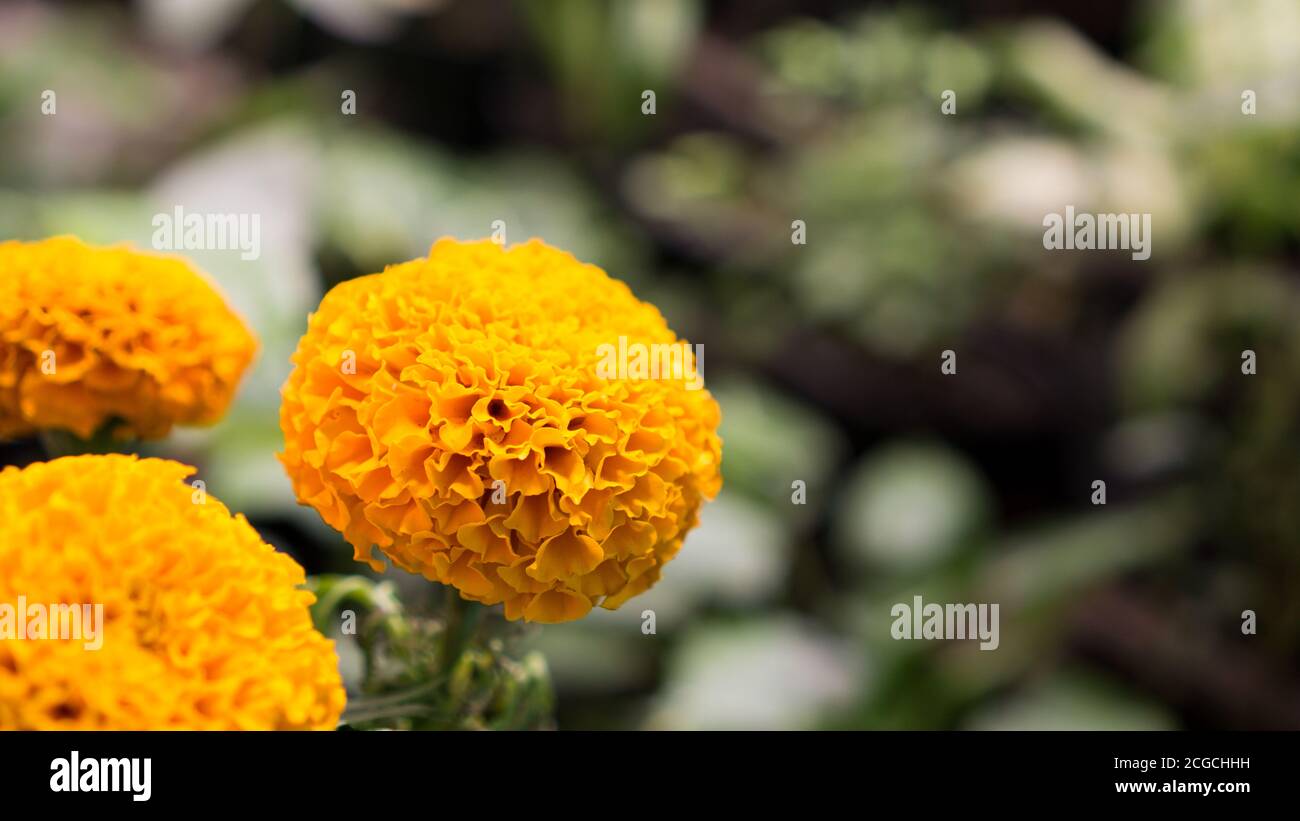 Tagetes genus immagini e fotografie stock ad alta risoluzione - Alamy