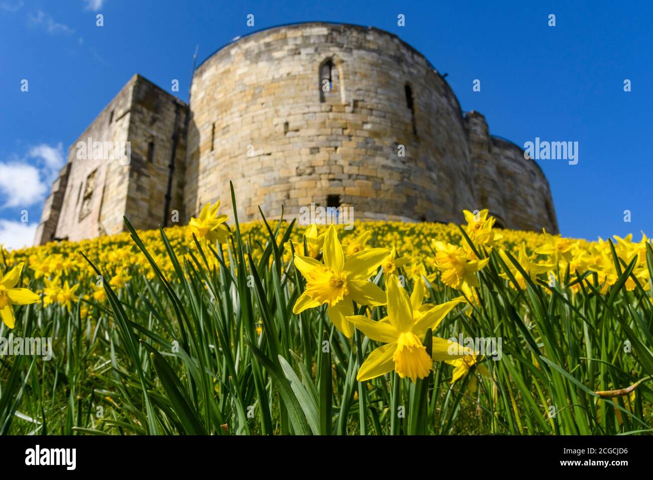 Clifford's Tower (antico castello storico rovina, giallo primavera narcisi in fiore, ripida collina alta, cielo blu) - York, North Yorkshire, Inghilterra, Regno Unito. Foto Stock