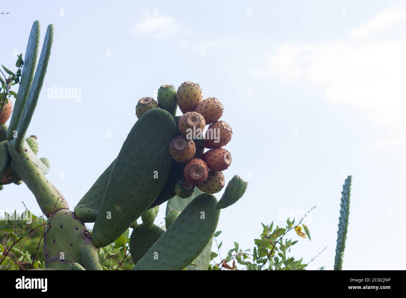 Pera di prugne, frutto dolce che cresce su un cactus pieno di spine e la pelle del frutto anche piena di spine e punte. Questo frutto cresce in tropicale Foto Stock