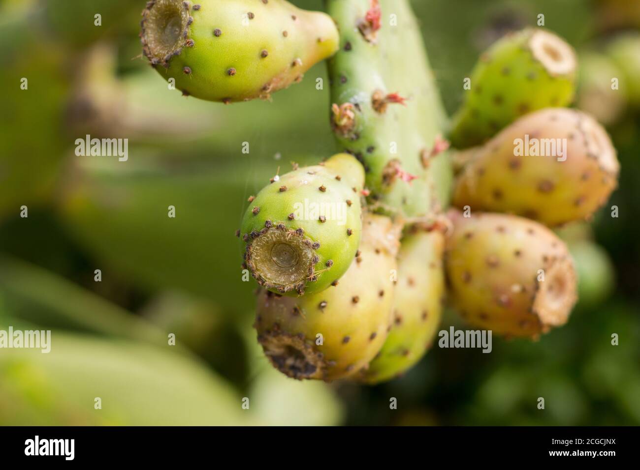 Pera di prugne, frutto dolce che cresce su un cactus pieno di spine e la pelle del frutto anche piena di spine e punte. Questo frutto cresce in tropicale Foto Stock