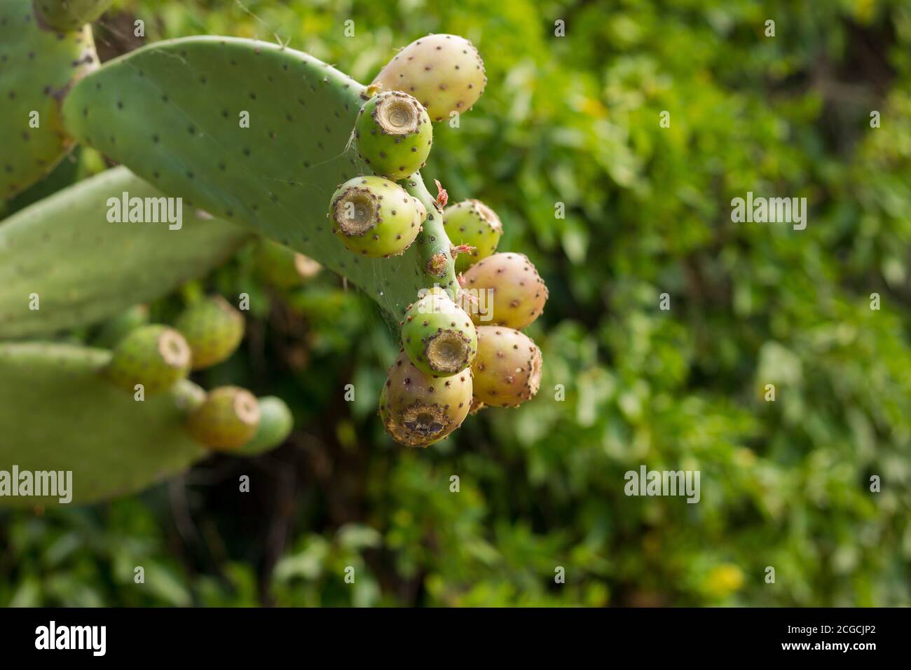 Pera di prugne, frutto dolce che cresce su un cactus pieno di spine e la pelle del frutto anche piena di spine e punte. Questo frutto cresce in tropicale Foto Stock