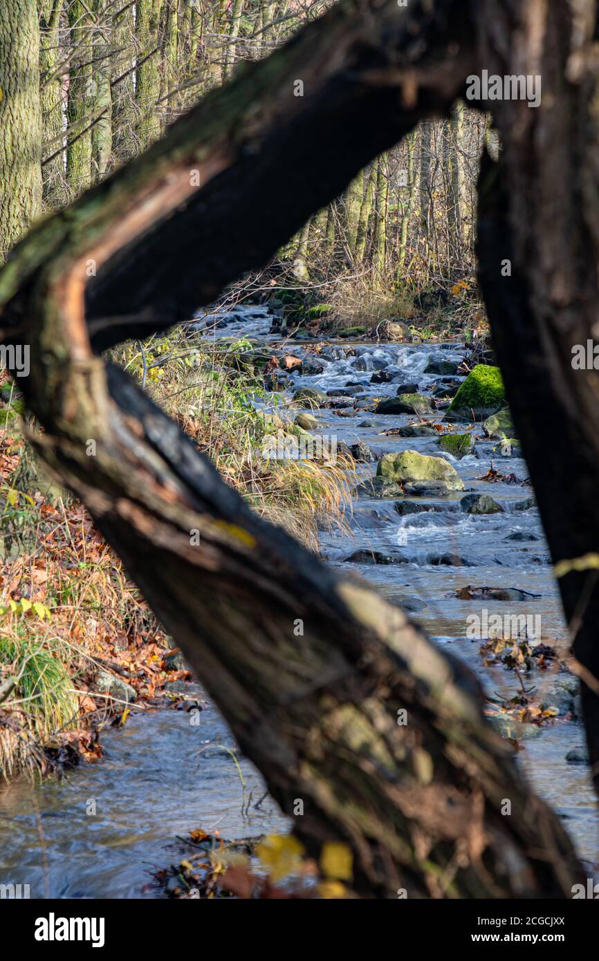 Una vista attraverso il tronco di albero danneggiato. Una cascata d'acqua nel torrente nella foresta d'autunno. Foto Stock
