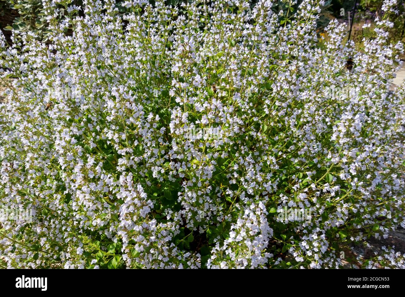 Primo piano dei salati fiori invernali di piante aromatiche Satureja montana che crescono in un confine nel giardino estivo Inghilterra Regno Unito Regno Unito Gran Bretagna Foto Stock