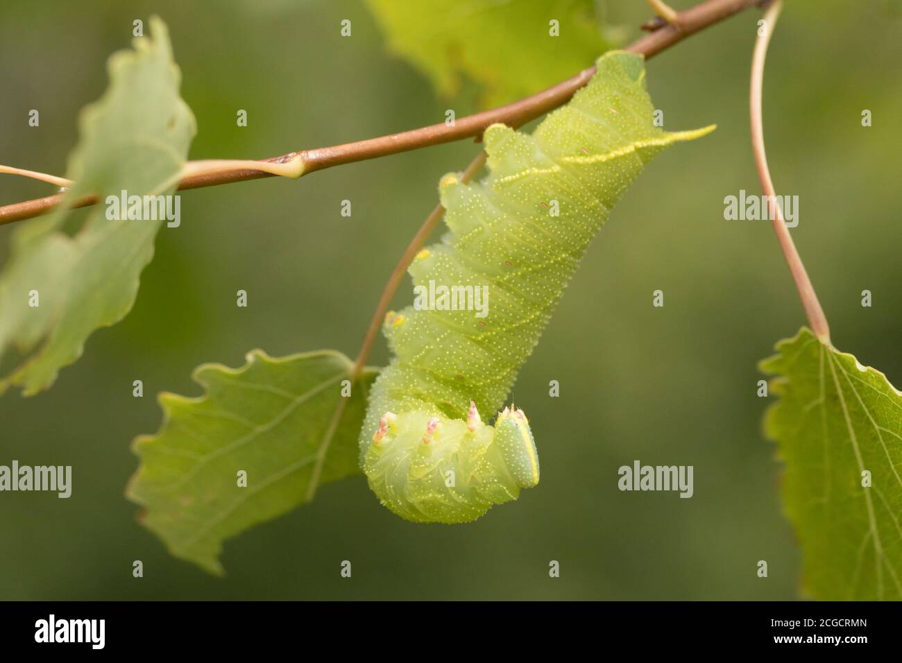 Falco-falco di pioppo (Laothoe populi) che si nuce su aspen. Sussex, Regno Unito. Foto Stock