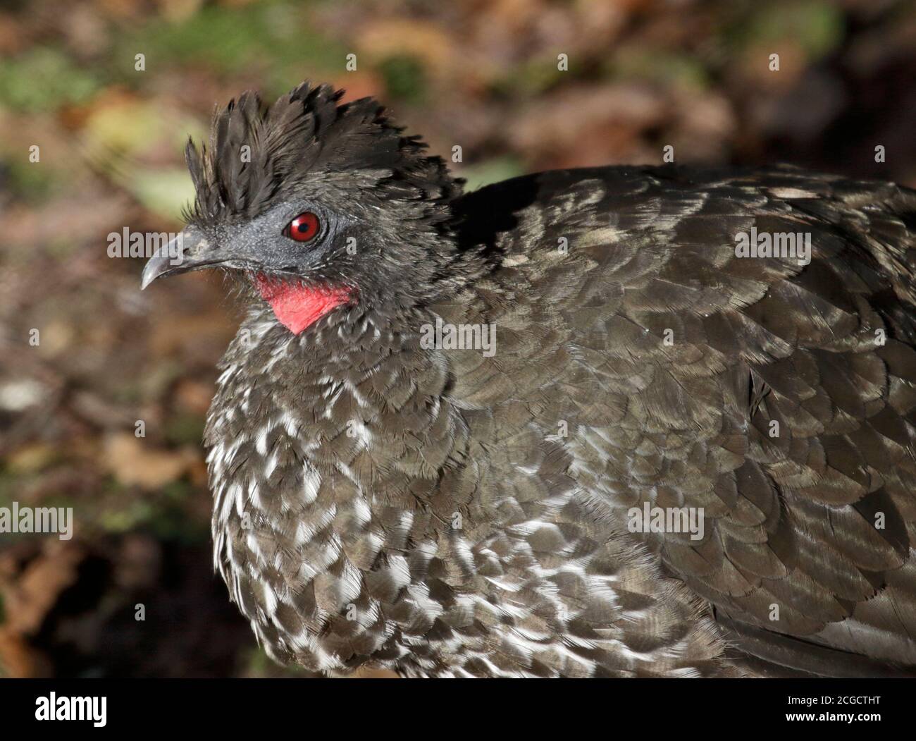 Crested Guan (penelope purpurascens) Foto Stock