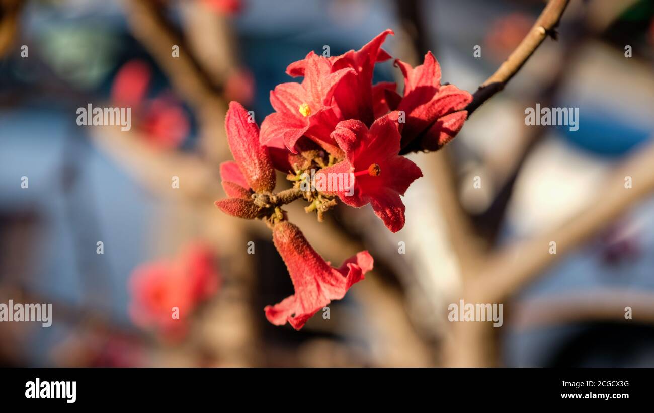 Un grappolo di vivaci fiori rossi su un albero in un giardino urbano  locale, Tel Aviv, Israele Foto stock - Alamy