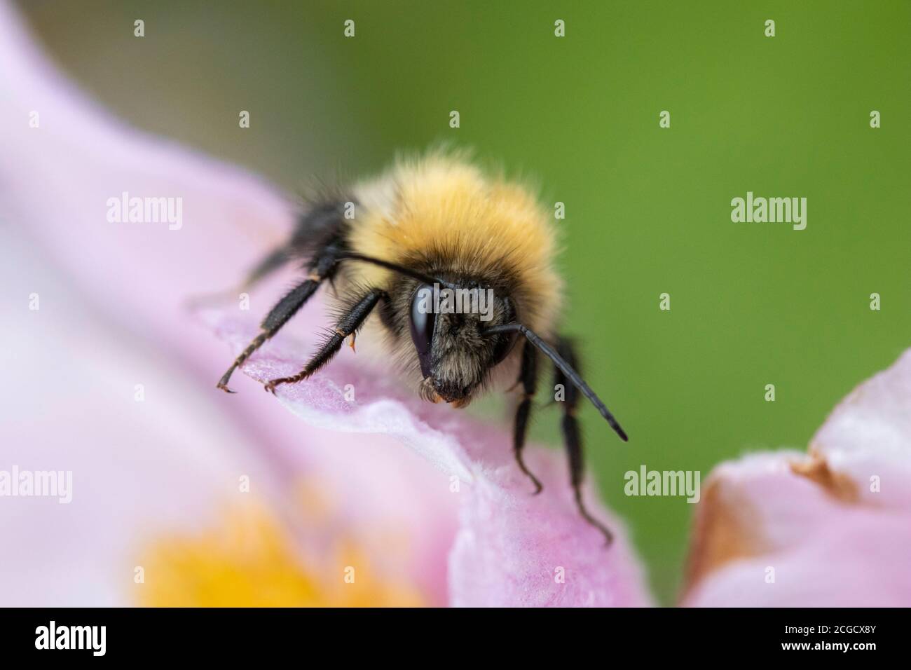 Primo piano di un Bumblebee su Anemone tomentosa Foto Stock