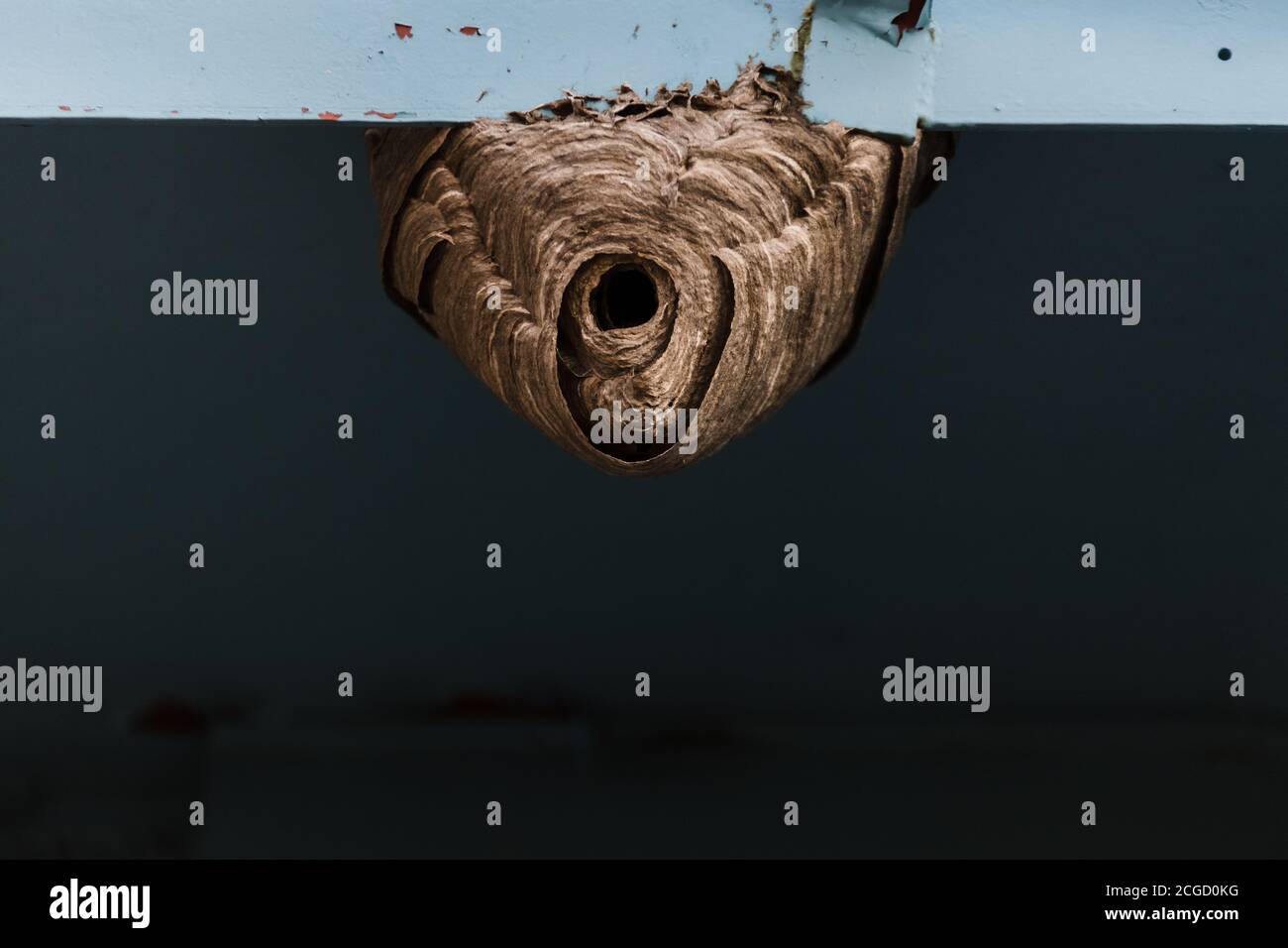 Alveare della Vespa Foto Stock