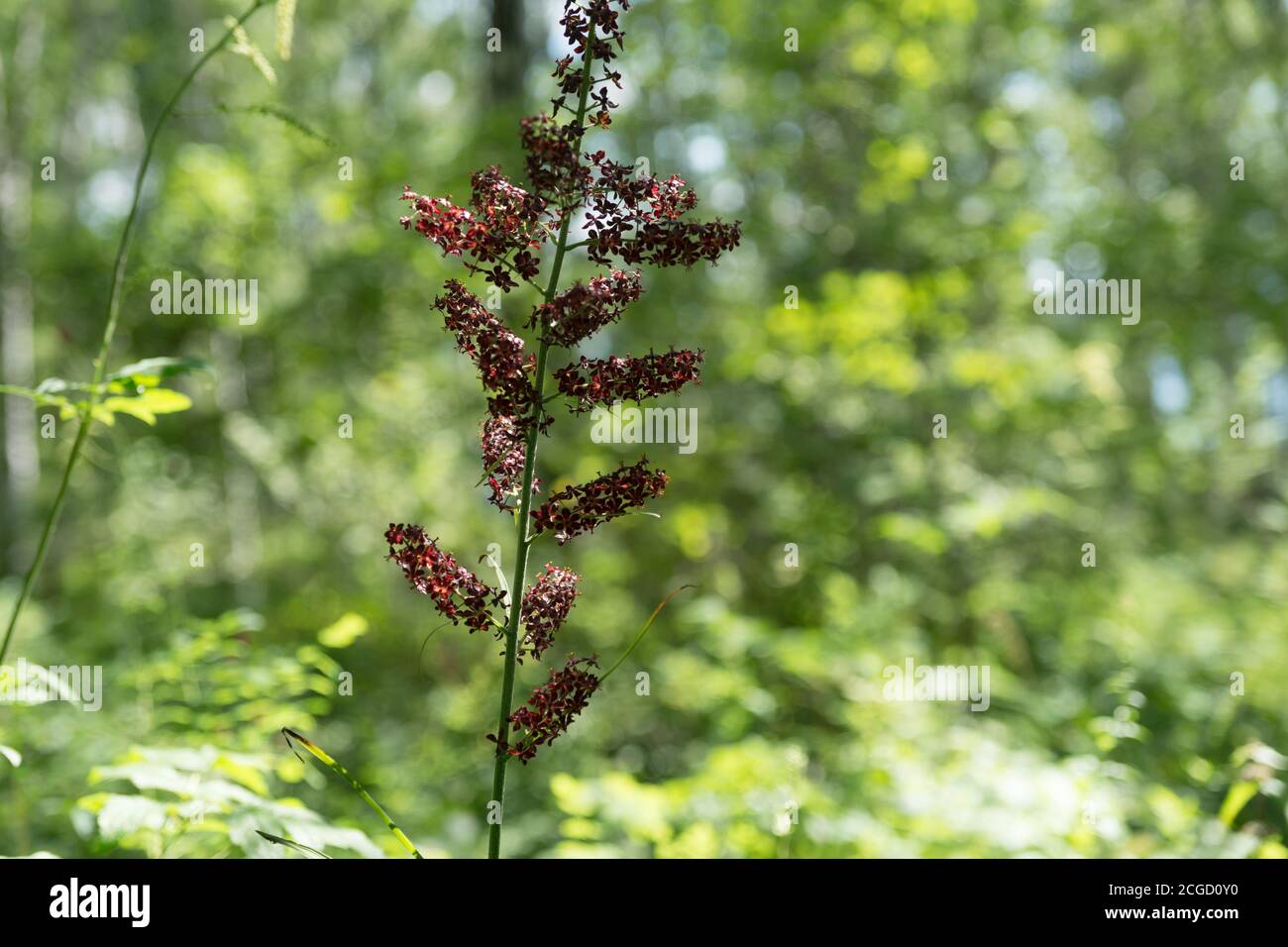 Infiorescenza del falso ellebore nero (Veratrum nigrum L.) sullo sfondo del verde fogliame della foresta. Foto Stock