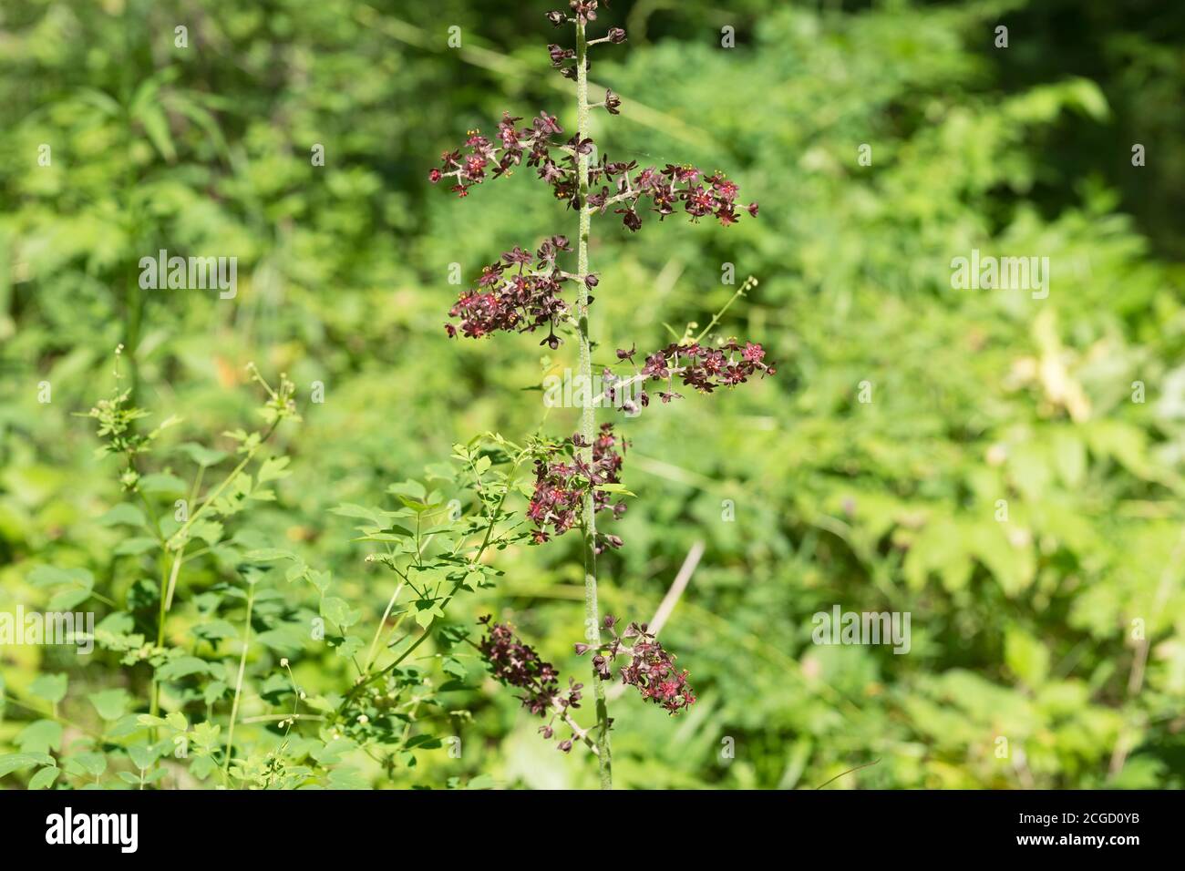 Infiorescenza di falso ellebore nero (Veratrum nigrum L.) sullo sfondo di verde fogliame in una giornata estiva di sole. Foto Stock