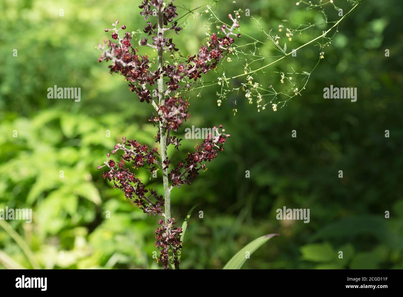 Infiorescenza del falso ellebore nero (Veratrum nigrum L.) sullo sfondo di verde fogliame della foresta in una soleggiata giornata estiva. Foto Stock