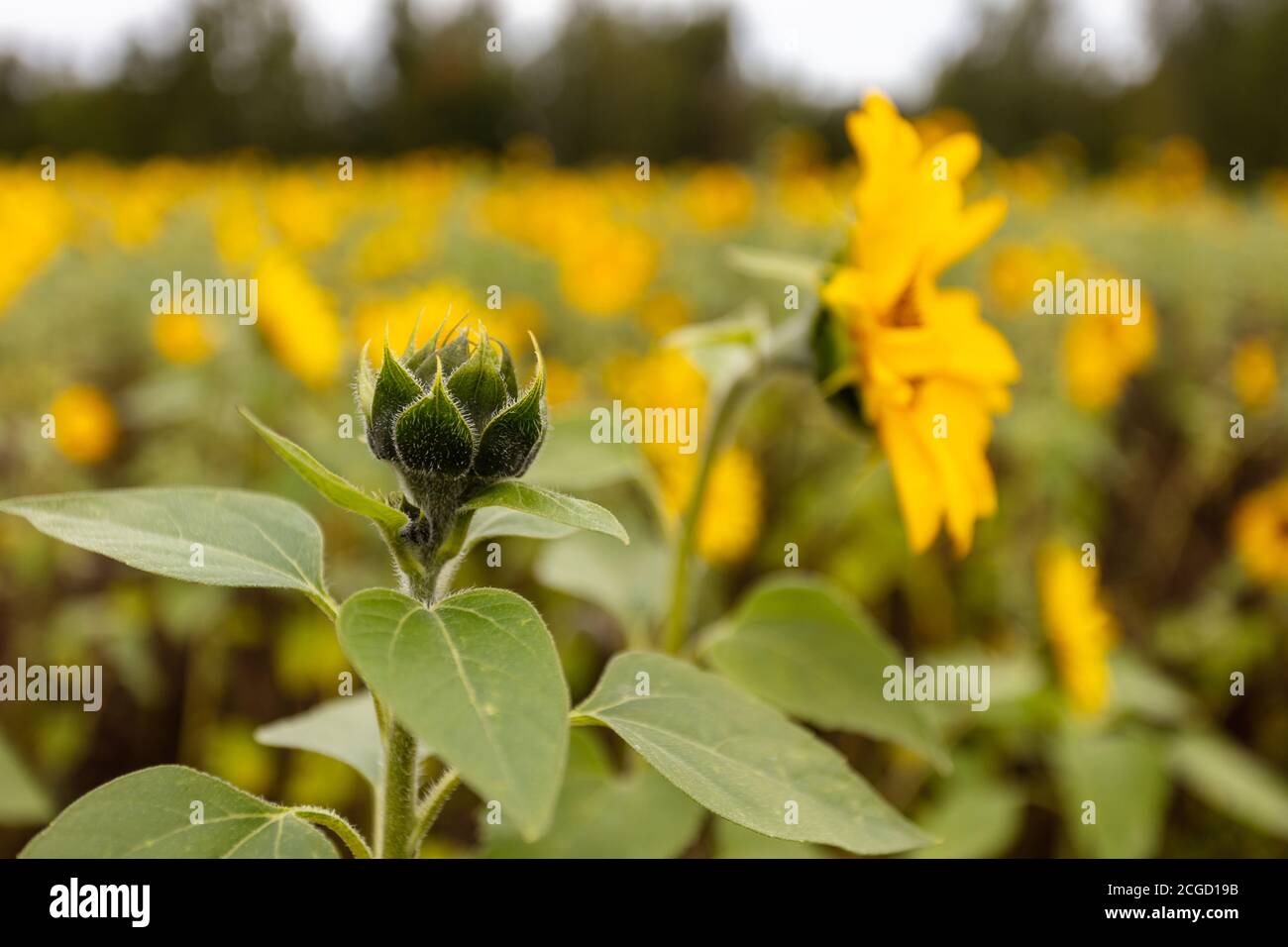 Girasole non aperto sullo sfondo di un campo con fiori gialli. Foto di alta qualità Foto Stock