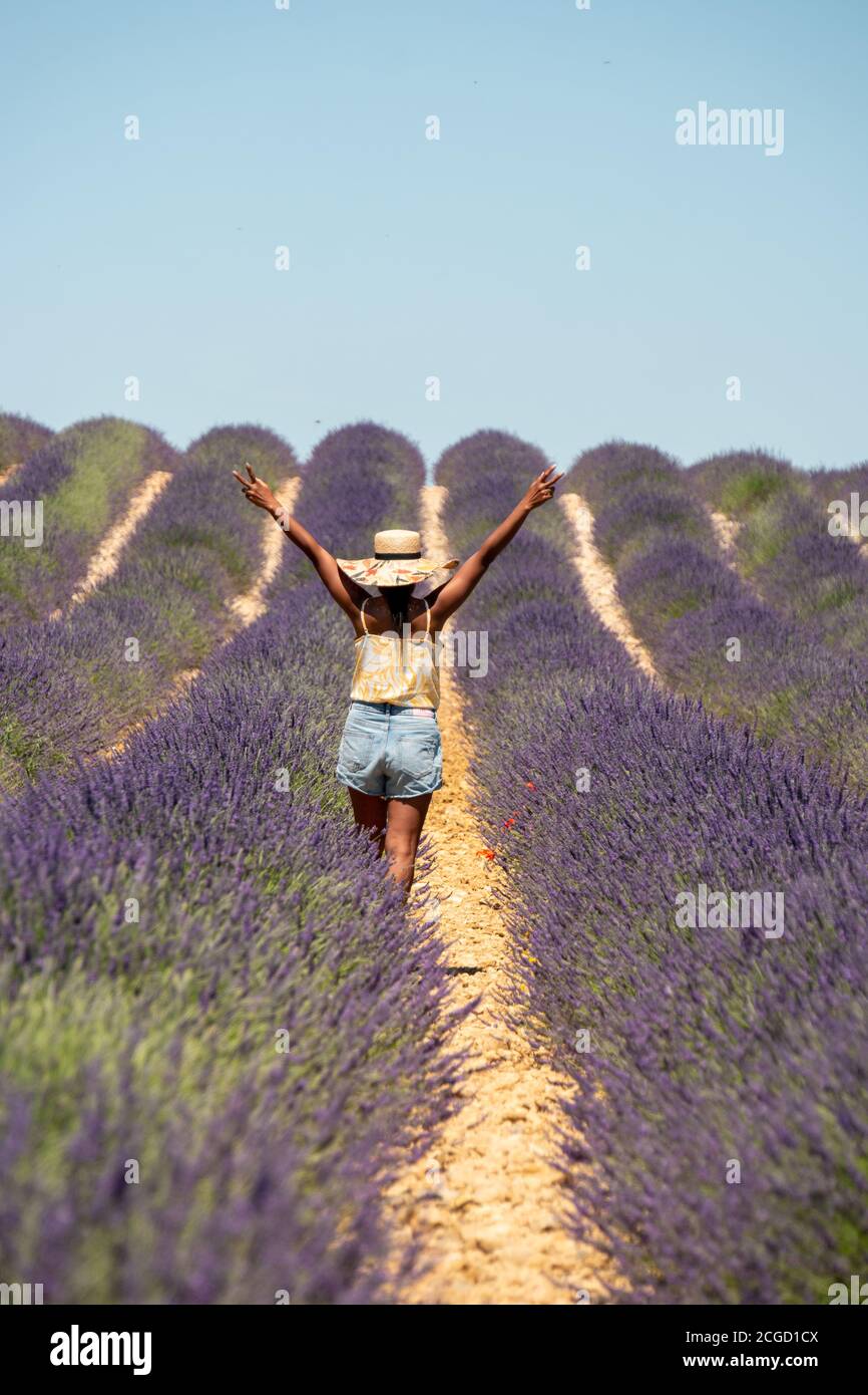 Rosa viola lavanda campi fiorire in Provenza Francia Foto Stock