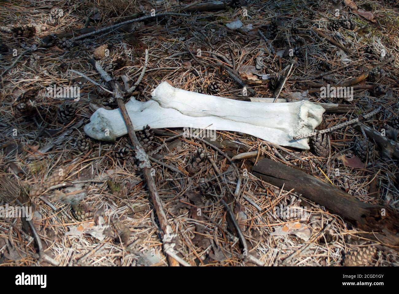 Osso grosso di un animale sopravivellato di muschio e sdraiato su un fondo boschivo coperto di pino, da vicino Foto Stock
