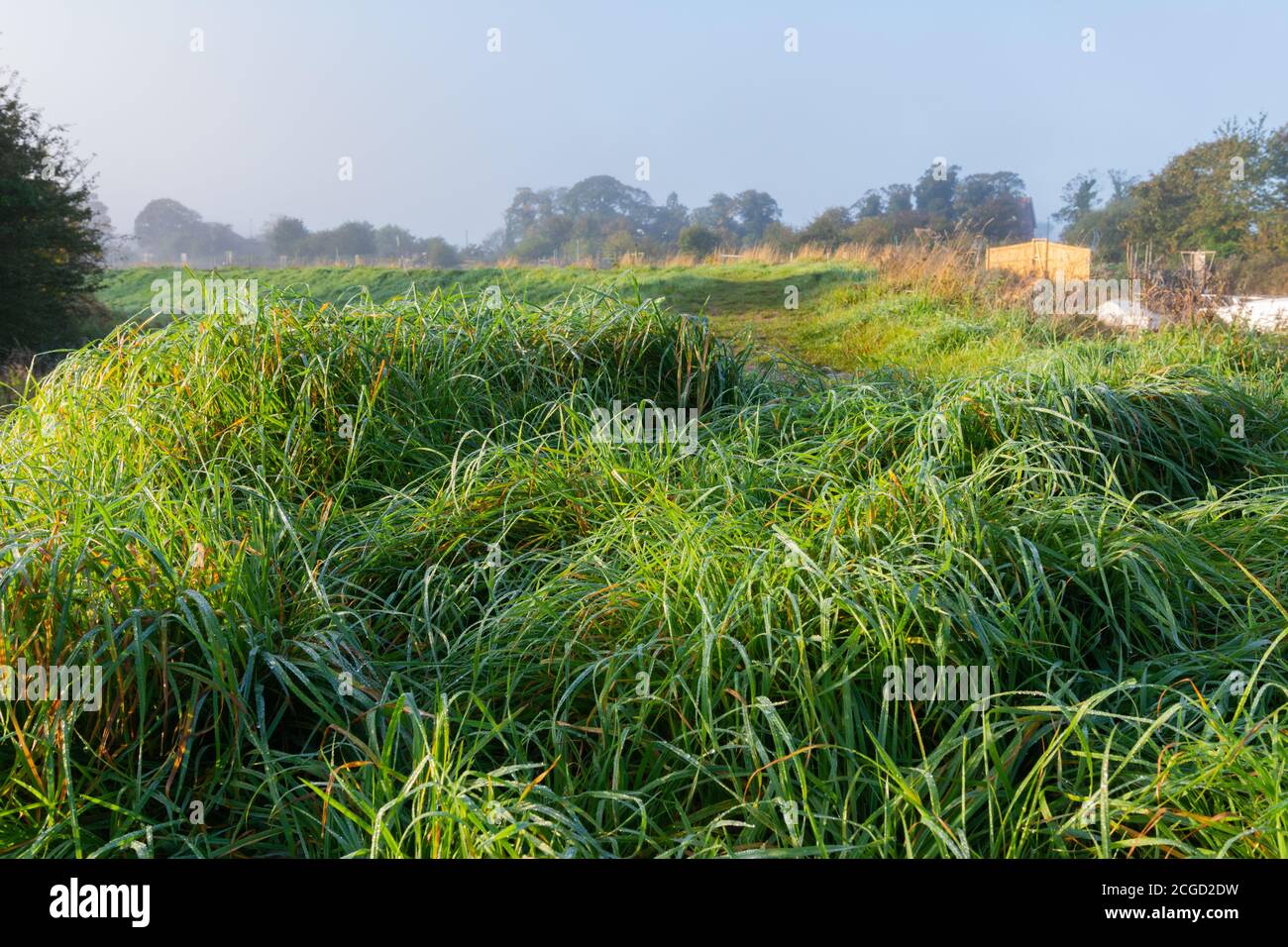 Frosty dewy lungo erba in una fredda mattina d'autunno nella campagna nel sud dell'Inghilterra, Regno Unito. Foto Stock