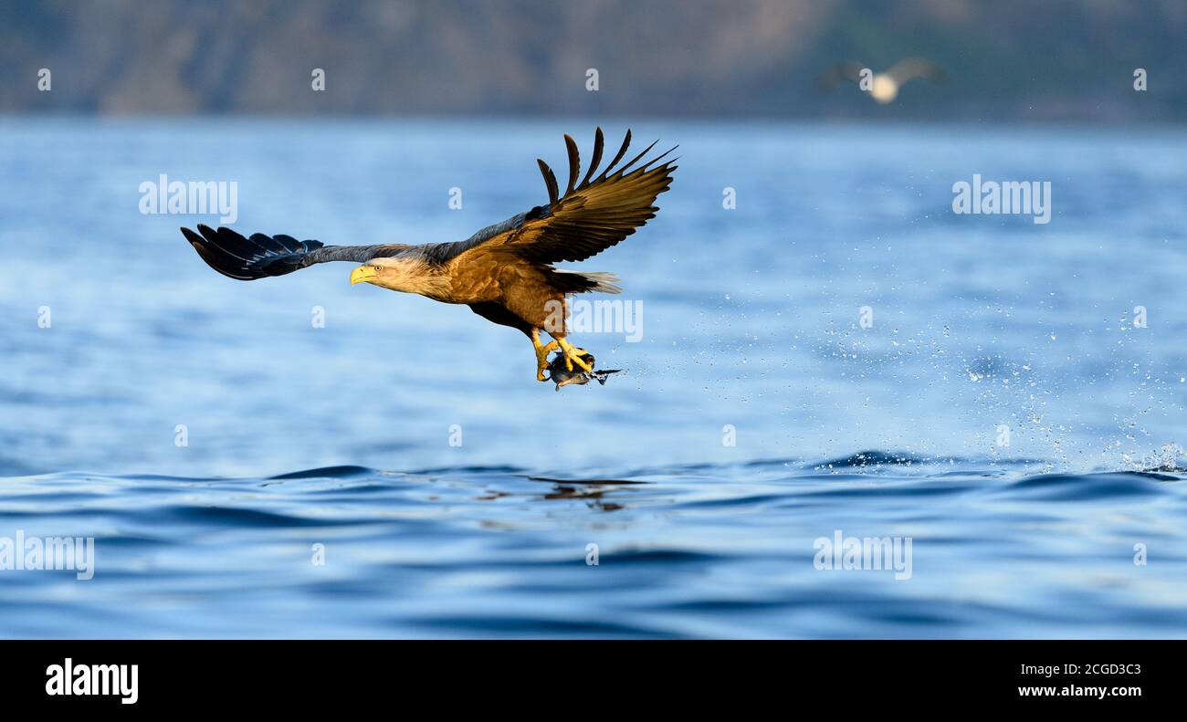 Aquila dalla coda bianca a Flatanger, Norvegia Foto Stock