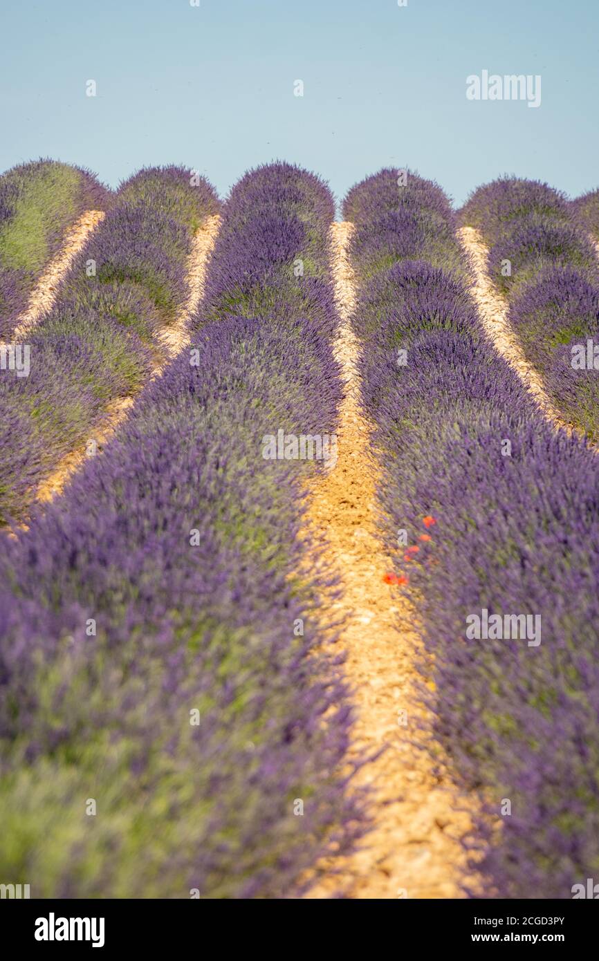 Rosa viola lavanda campi fiorire in Provenza Francia Foto Stock