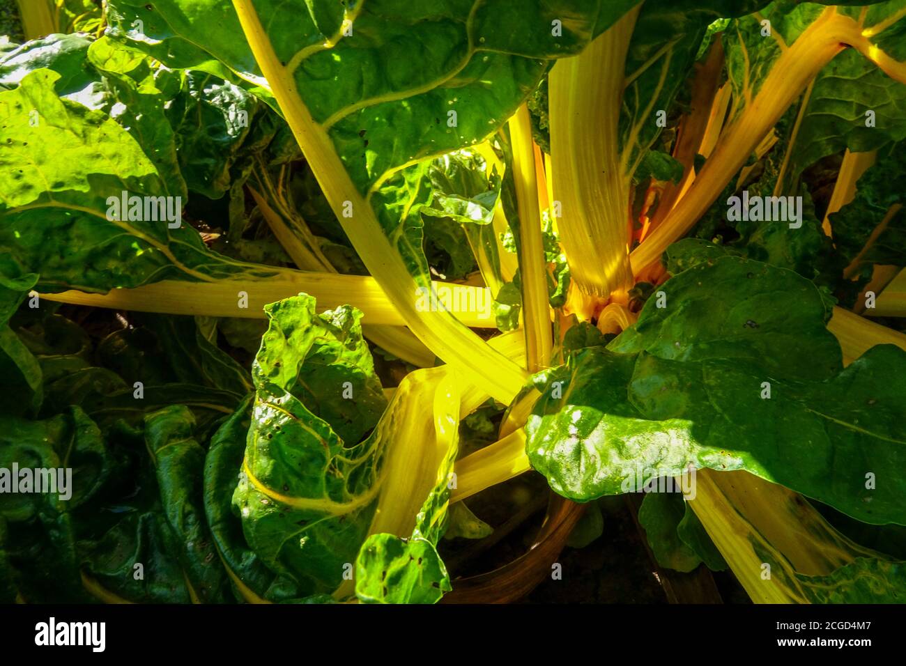 Giallo mangold Swiss Chard verdure frondose Foto Stock