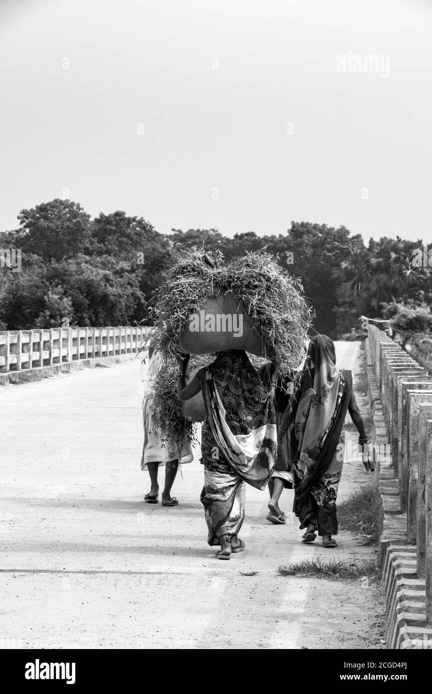 Donne che lavorano duramente andando su strada caricando erba sulla sua testa Begusarai, Bihar, India - 06-09-2020 Foto Stock