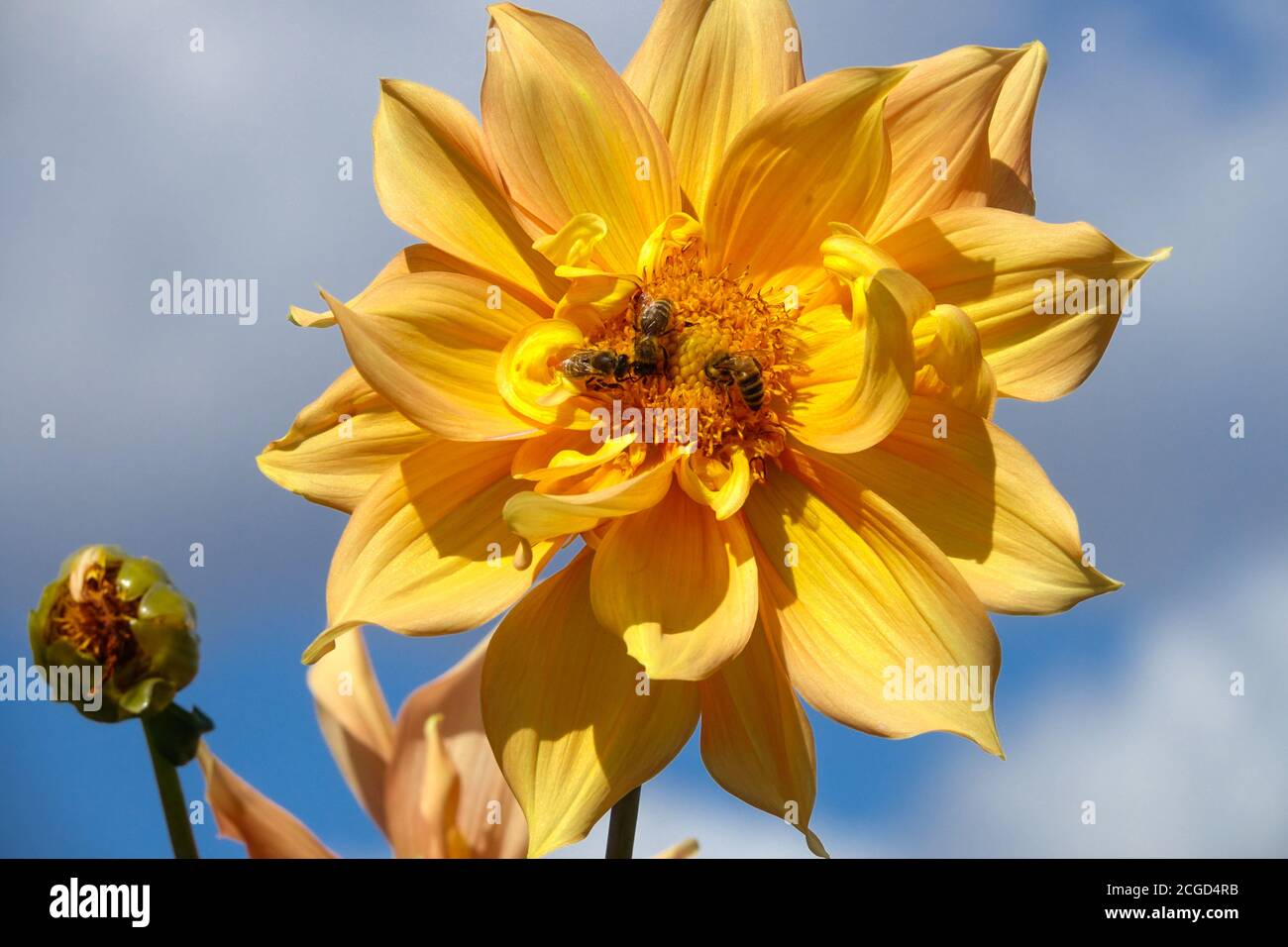 Settembre fiore Dahlia 'Harry Megos' contro il cielo blu, ape miele in un fiore Foto Stock