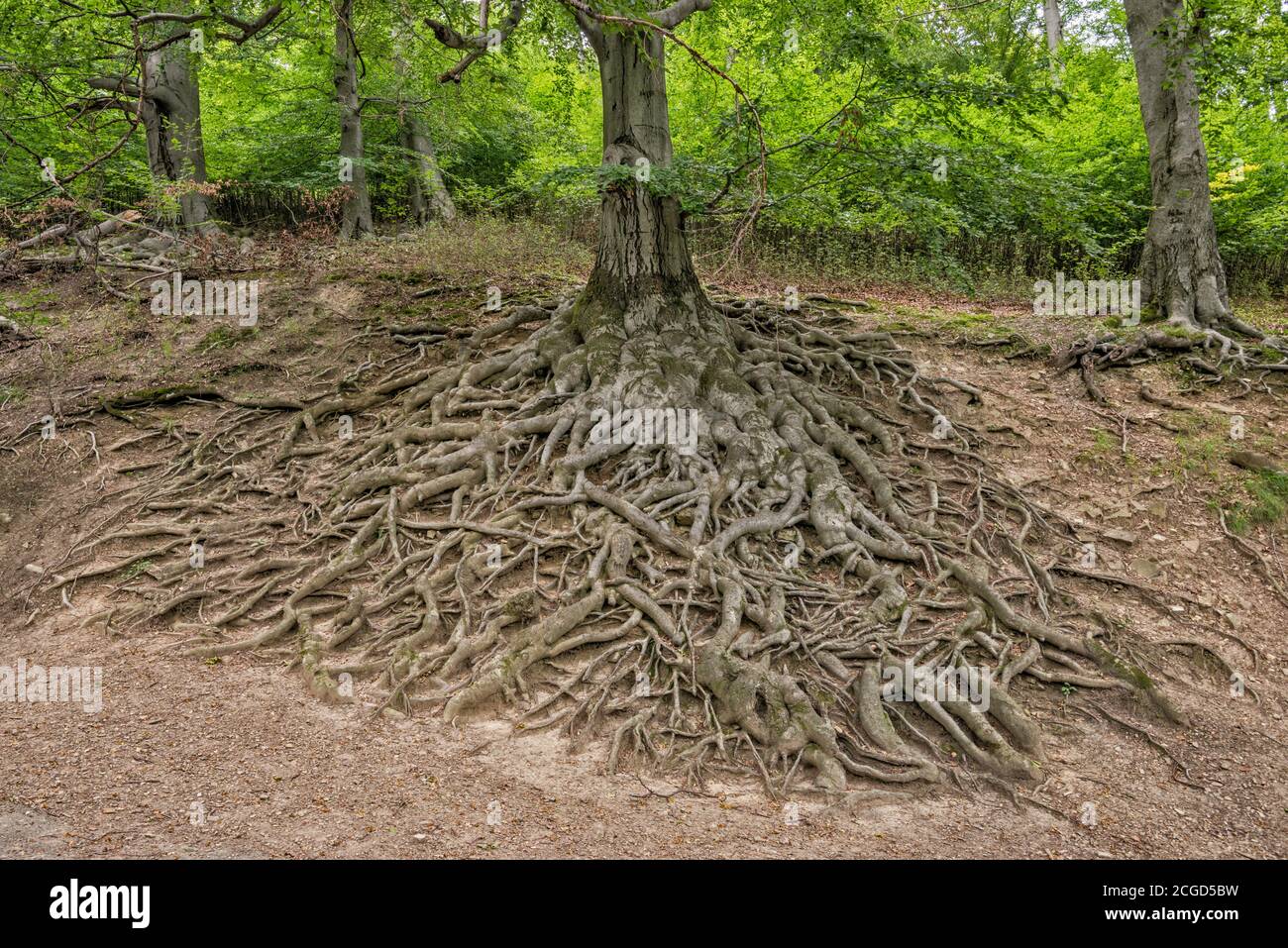 Sistema radicolare di faggio europeo maturo, esposto da forte erosione delle pendenze, al parco del Castello di Hukvaldy Moravia, Regione Moravian-Silesiana, Repubblica Ceca Foto Stock