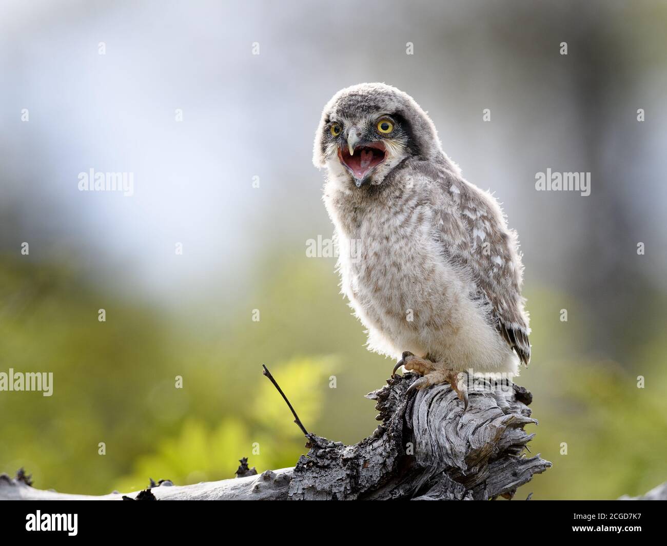 Giovane gufo nordico (Surnia ulula) a Dalen, Telemark, Norvegia Foto Stock