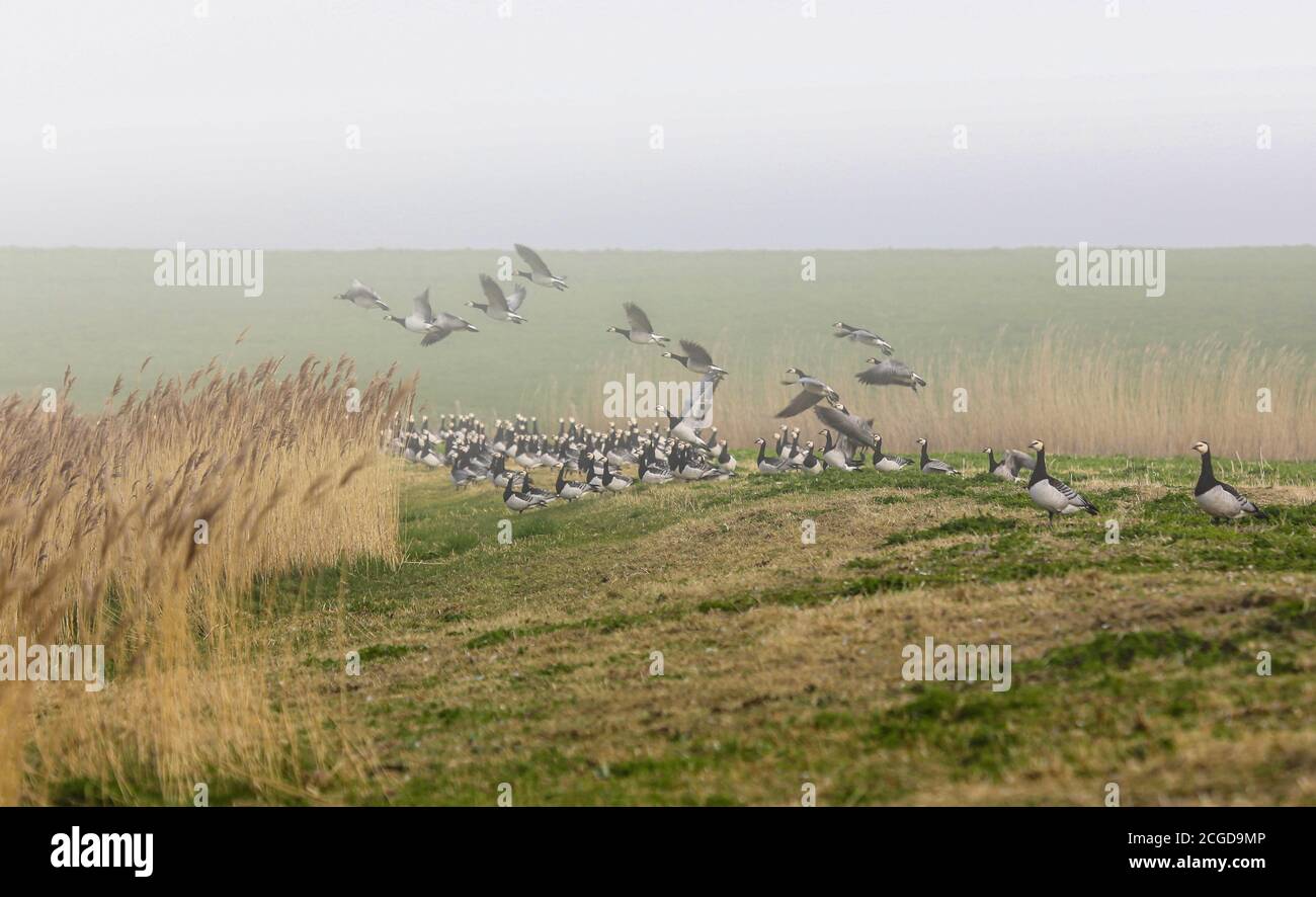 Le oche del barnacolo (Branta leucopsis) nel Mare del Nord volarono un giro sulle paludi saline. Poco tempo dopo erano tutti tornati. Foto Stock