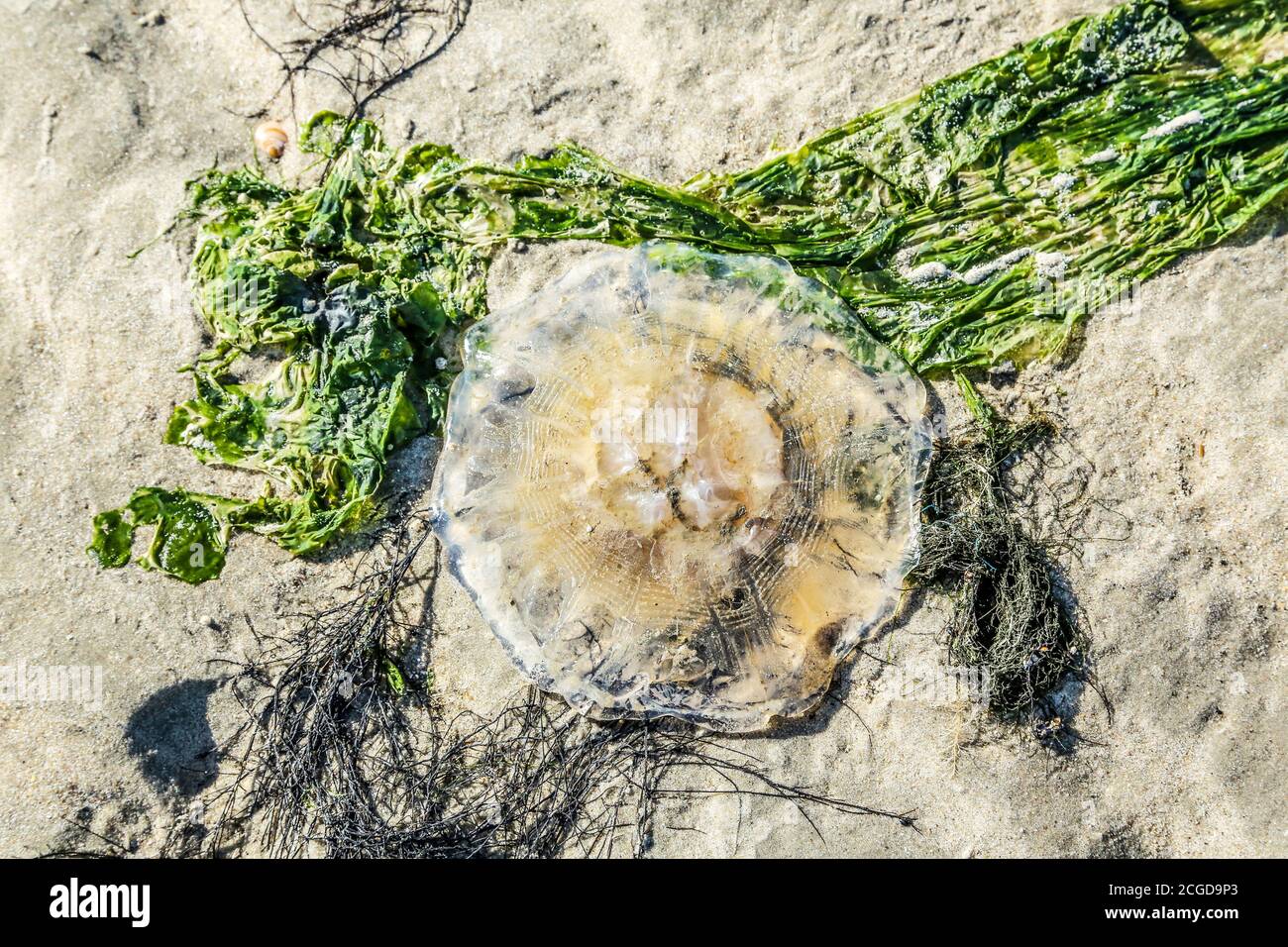 Una medusa sulla spiaggia del Mare del Nord. Foto Stock