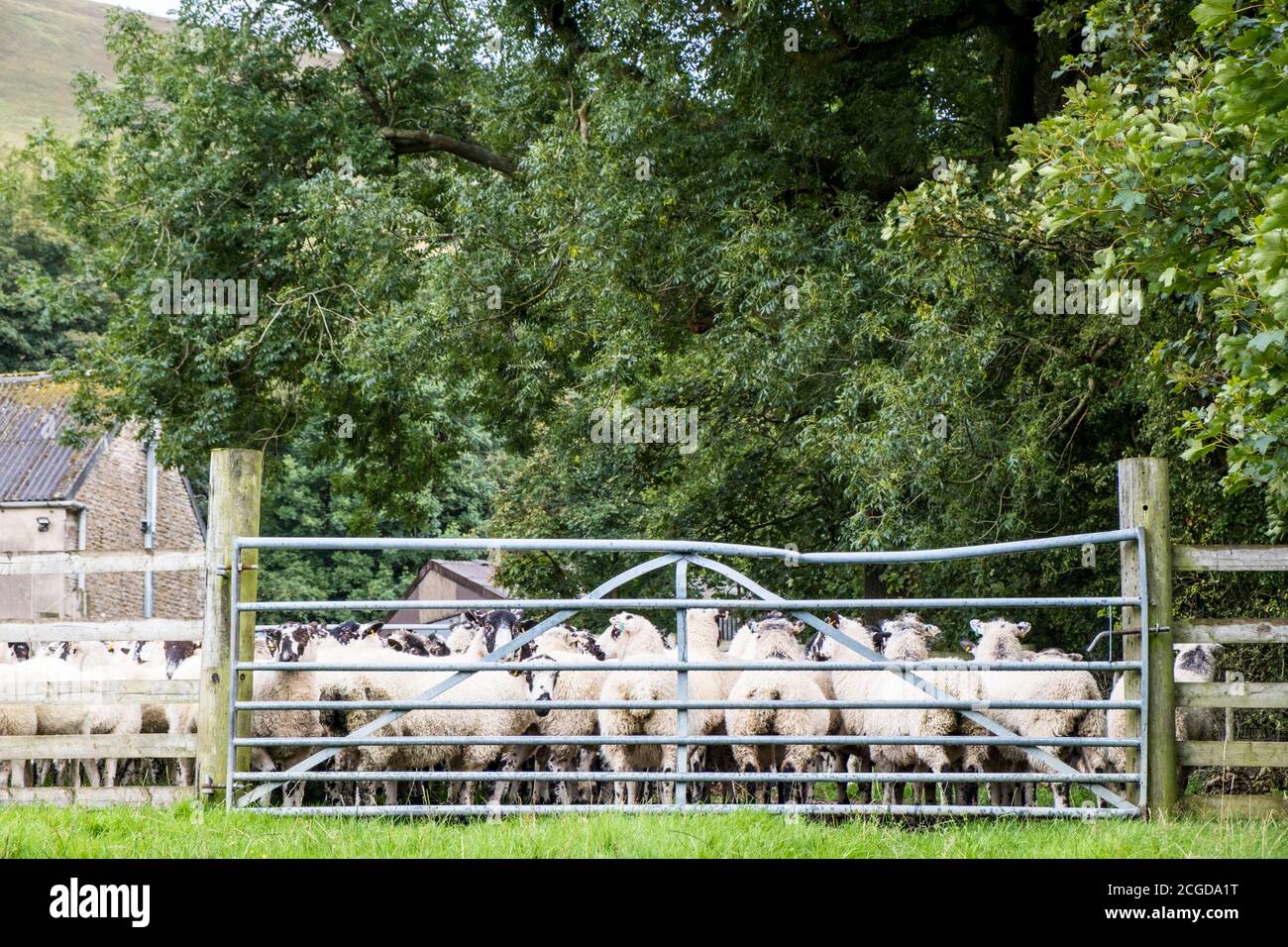 Pecore in una fattoria nella vale di Edale, Derbyshire, Inghilterra, Regno Unito Foto Stock
