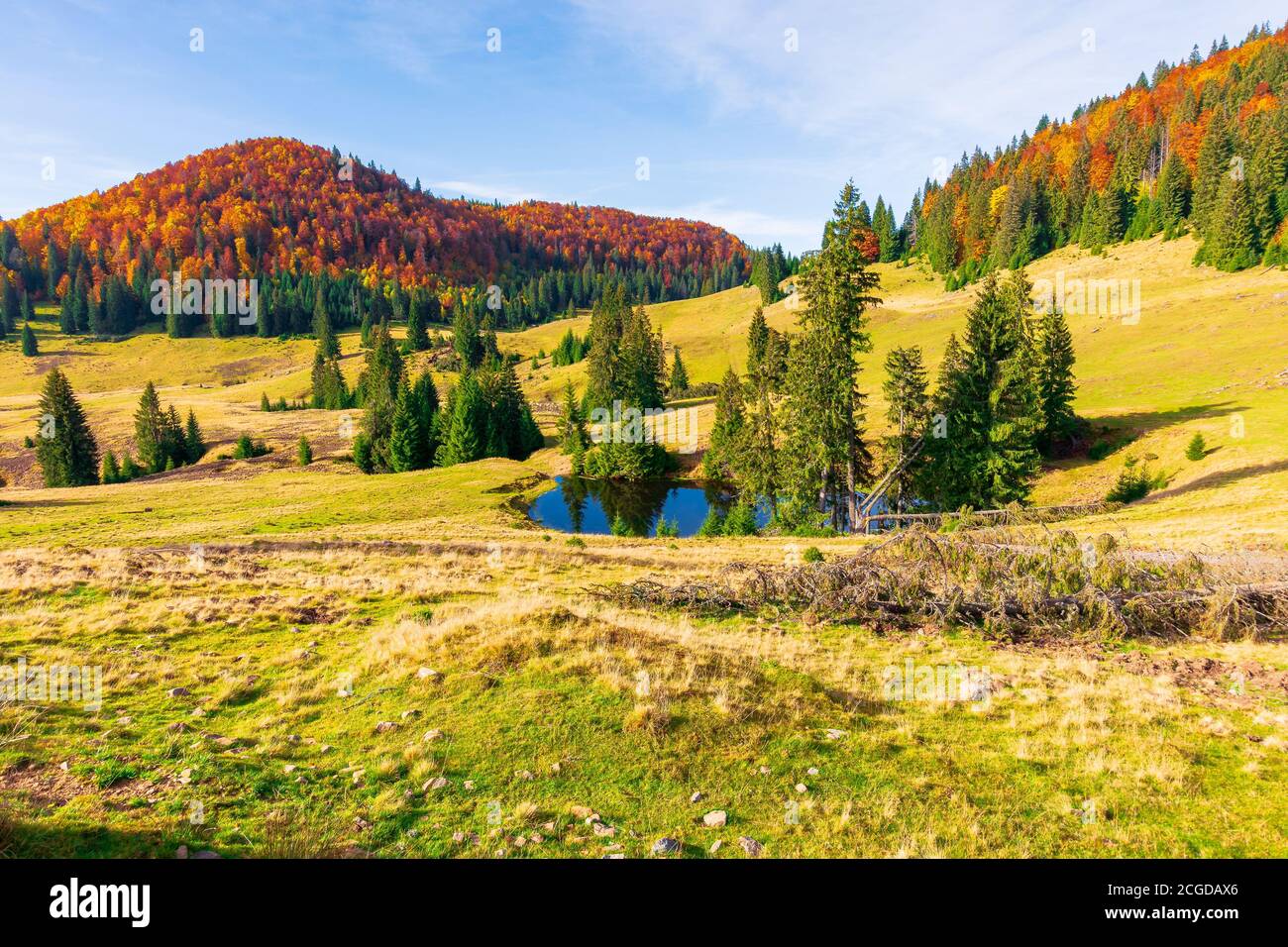 paesaggio autunnale in montagna. abeti intorno allo stagno sul prato in erba giallo intemperato. collina distante nei colori rosso arancio colorato di Foto Stock