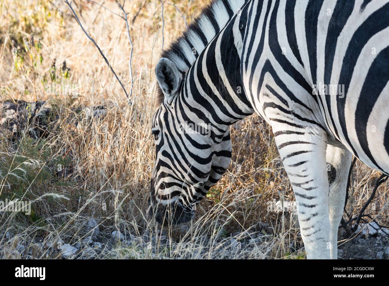 Primo piano di un'erba zebra di Burchell Foto Stock