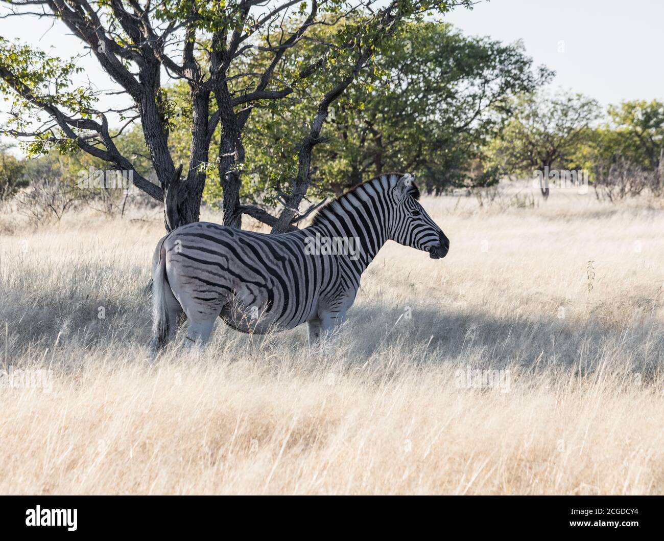 La zebra di un Burchell trovò un punto ombreggiato sotto un albero sotto il caldo sole africano. Foto Stock