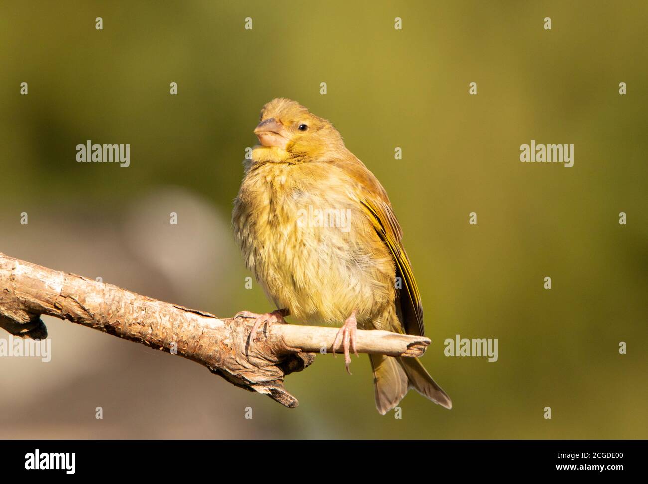 Verdino, giovane uccello selvatico, cloris chloris, arroccato in un giardino britannico, recentemente volato. Foto Stock