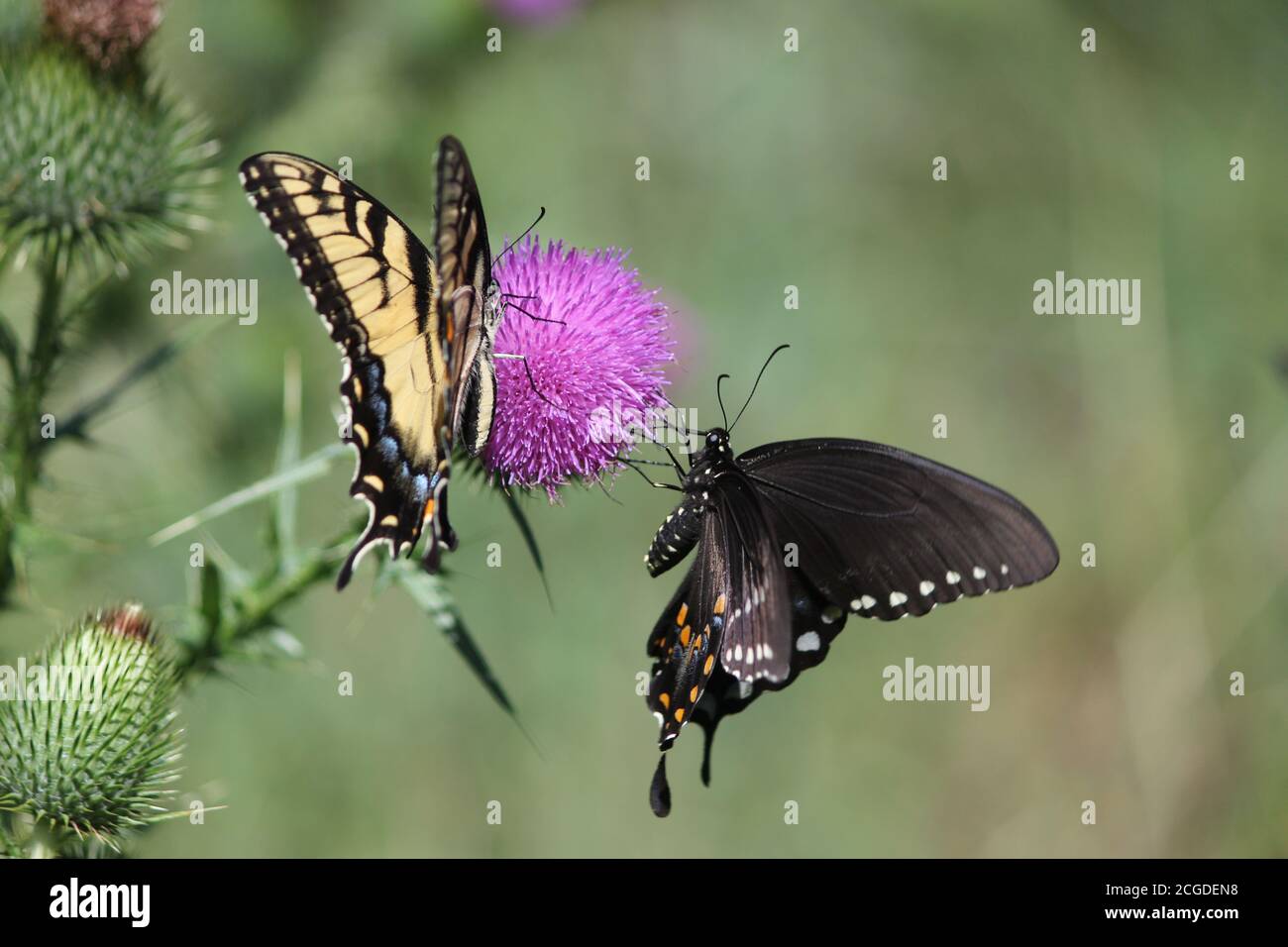 Farfalle nere e gialle a coda di rondine che si nutriscono di un fiore di cardo Foto Stock
