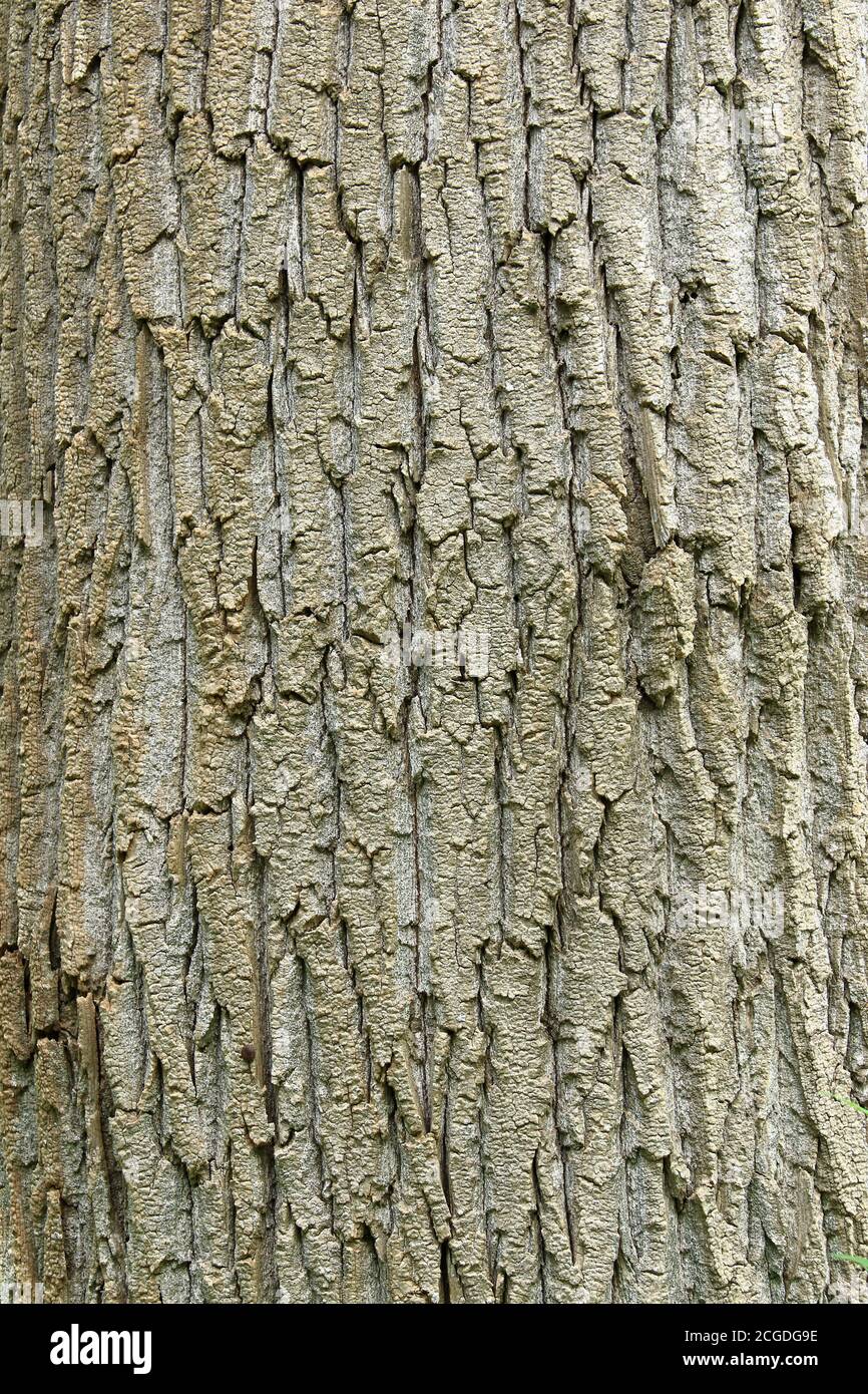 Struttura di abbaio di albero per sfondo. Foto Stock