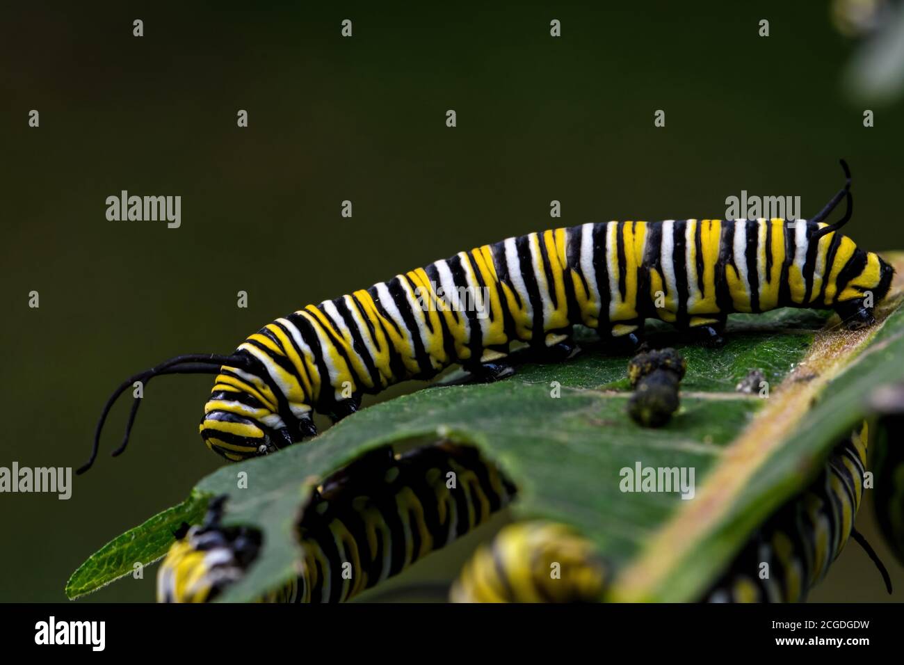 Monarca farfalla caterpillar su foglia di miglio. È una farfalla di alghe nella famiglia dei Nymphalidae ed è minacciata dalla perdita di habitat negli Stati Uniti. Foto Stock