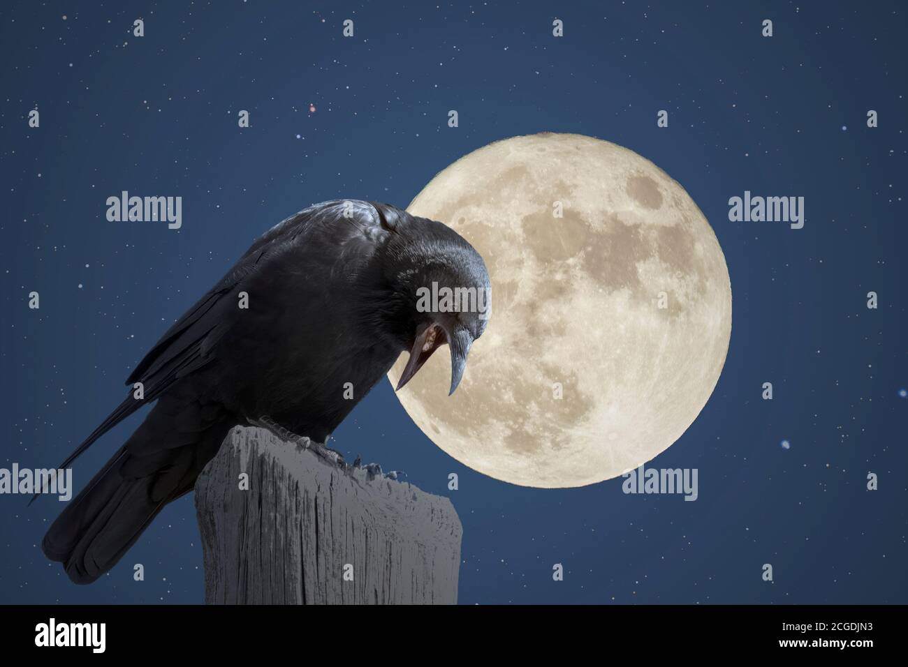 Corvo in una notte piena di luna stellata Foto Stock