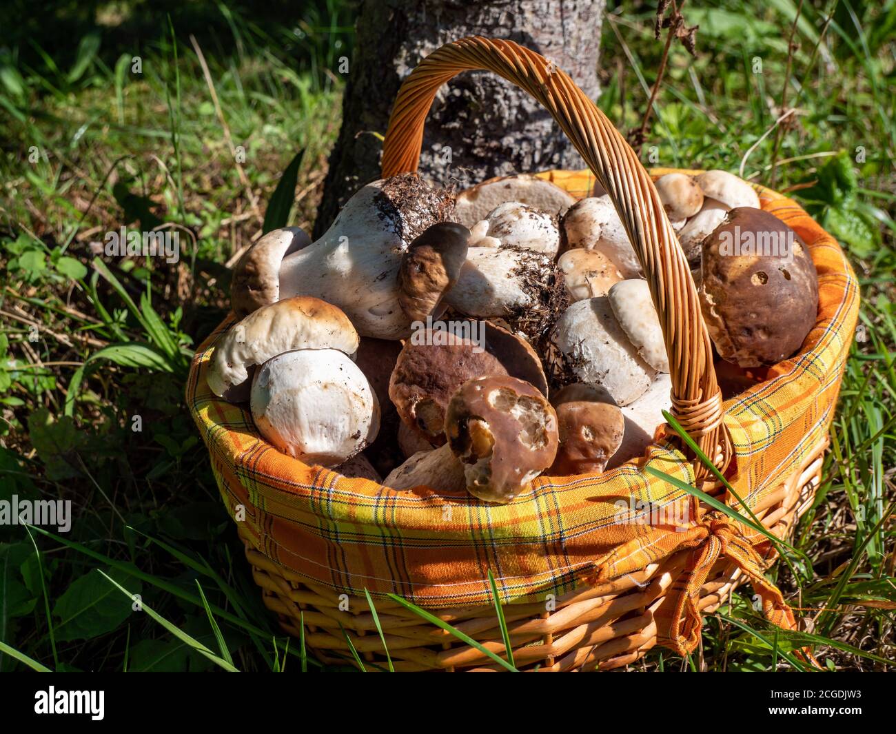 Cestino di funghi porcini freschi Foto Stock
